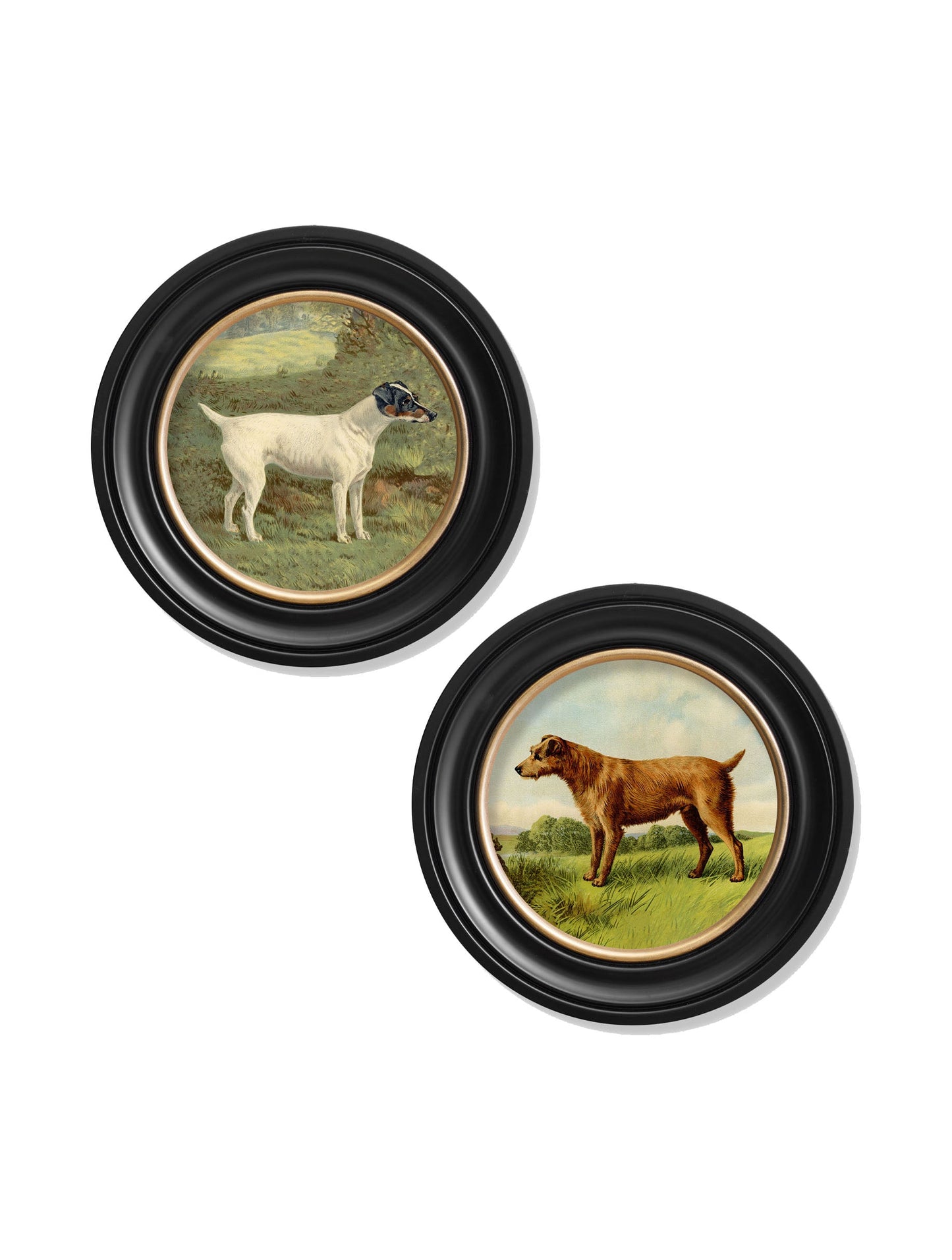 c 1881 terriers round frame in size 44 x 44cm - glass-fronted framed wall art print with solid wood frame, ideal for contemporary home styling