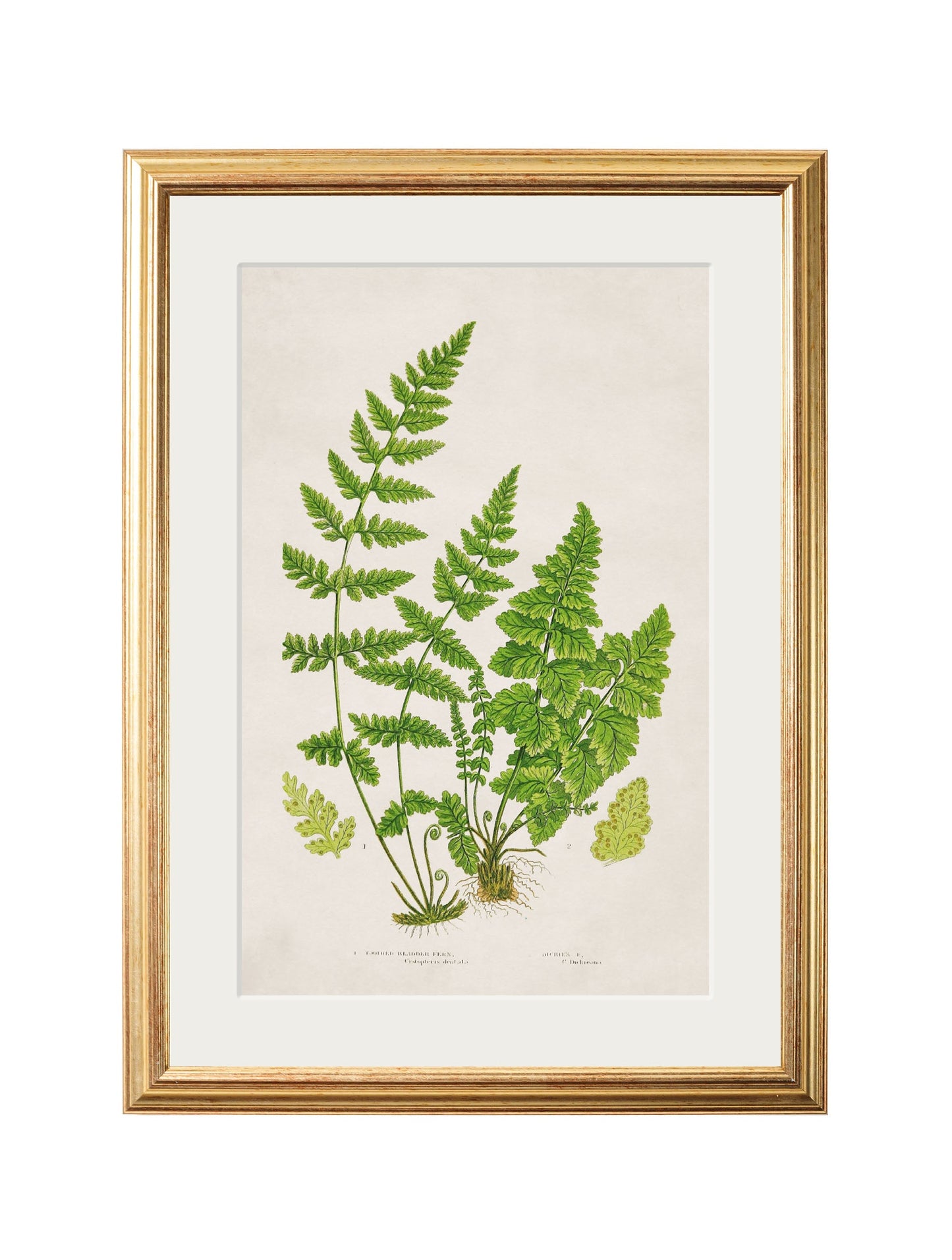 collection of 6 ferns in size 50 x 70cm - glass-fronted framed wall art print with solid wood frame, ideal for contemporary home styling