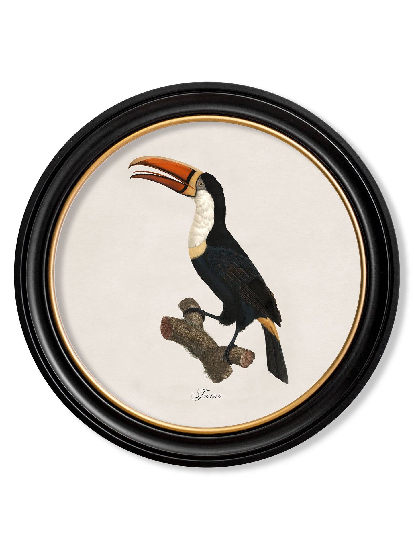 c 1809 toucan round frame 1 in size 70 x 70cm - glass-fronted framed wall art print with solid wood frame, designed for high-end interior design