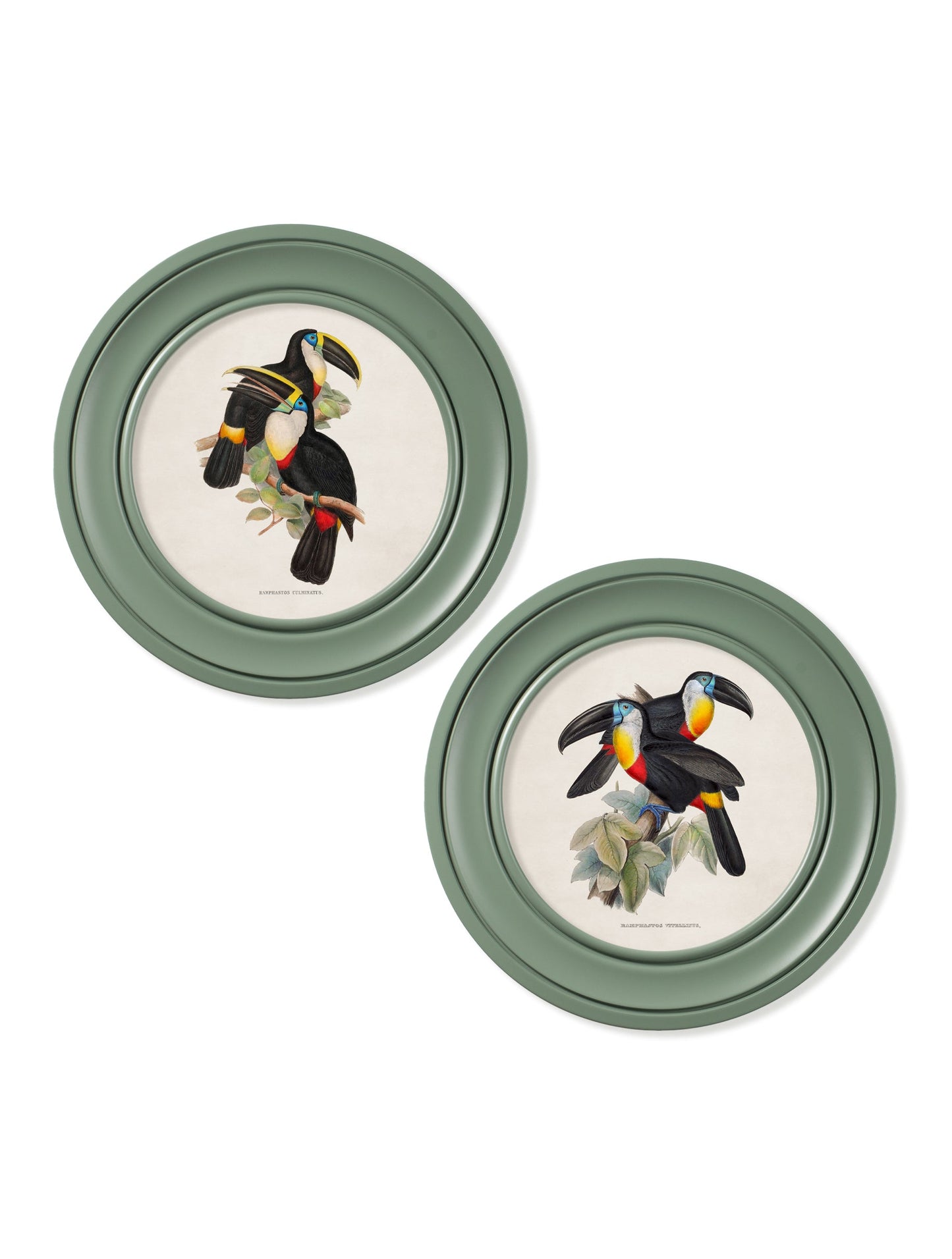 c 1848 toucans round frames green in size 44 x 44 cm - glass-fronted framed wall art print with solid wood frame, luxury wall art for sophisticated spaces