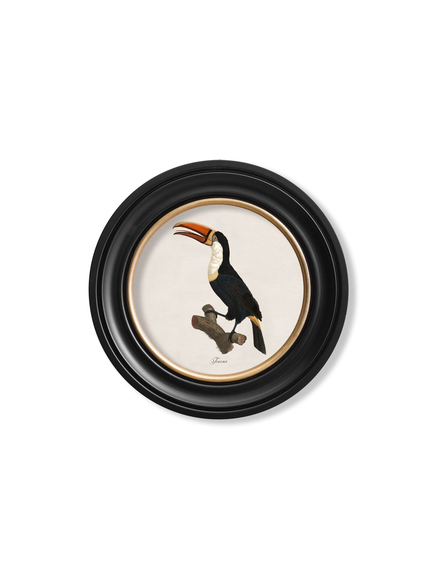 c 1809 toucan round frame 1 in size 70 x 70cm - glass-fronted framed wall art print with solid wood frame, designed for high-end interior design