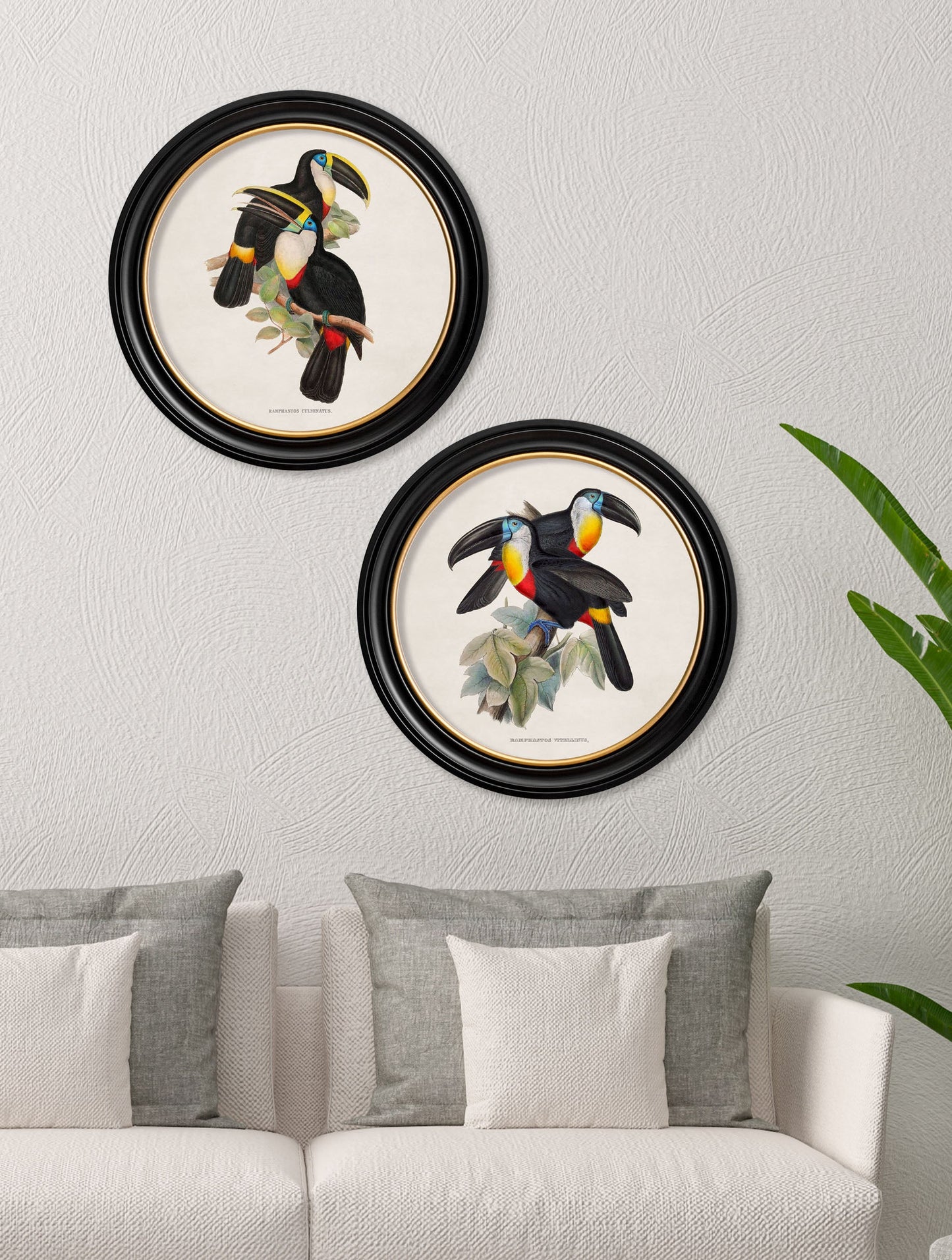 c 1848 toucans round frames in size 44 x 44 cm - glass-fronted framed wall art print with solid wood frame, luxury wall art for sophisticated spaces