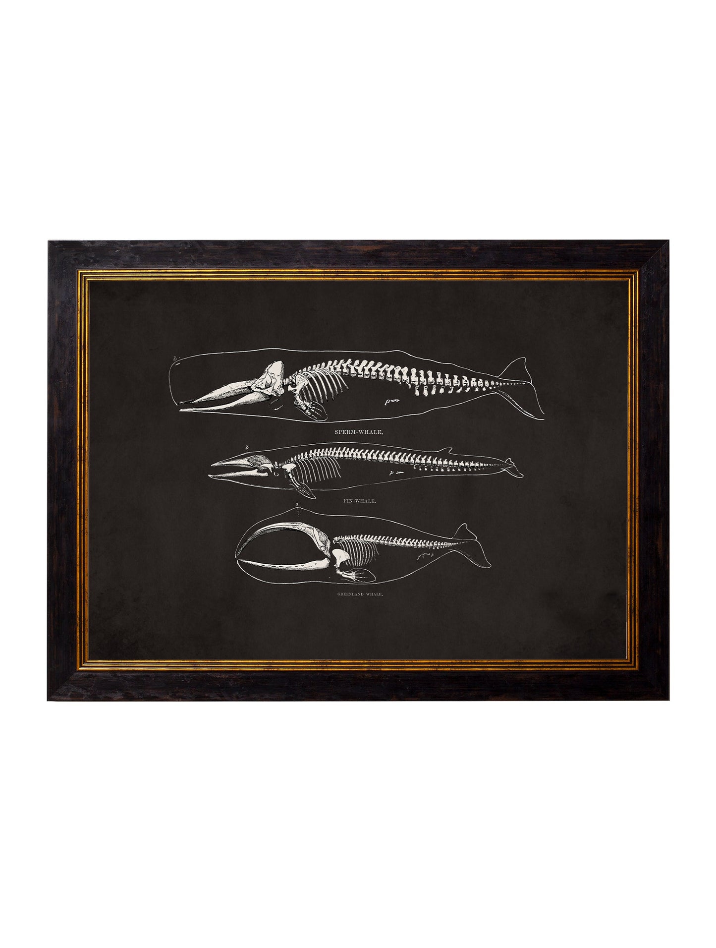 c 1870 anatomical skeletons dark in size 50 x 70cm - glass-fronted framed wall art print with solid wood frame, perfect for luxury home decor