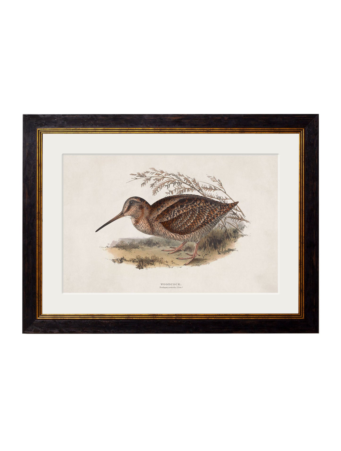 c 1837s british game birds in size 50 x 70cm - glass-fronted framed wall art print with solid wood frame, adds elegance to your decor