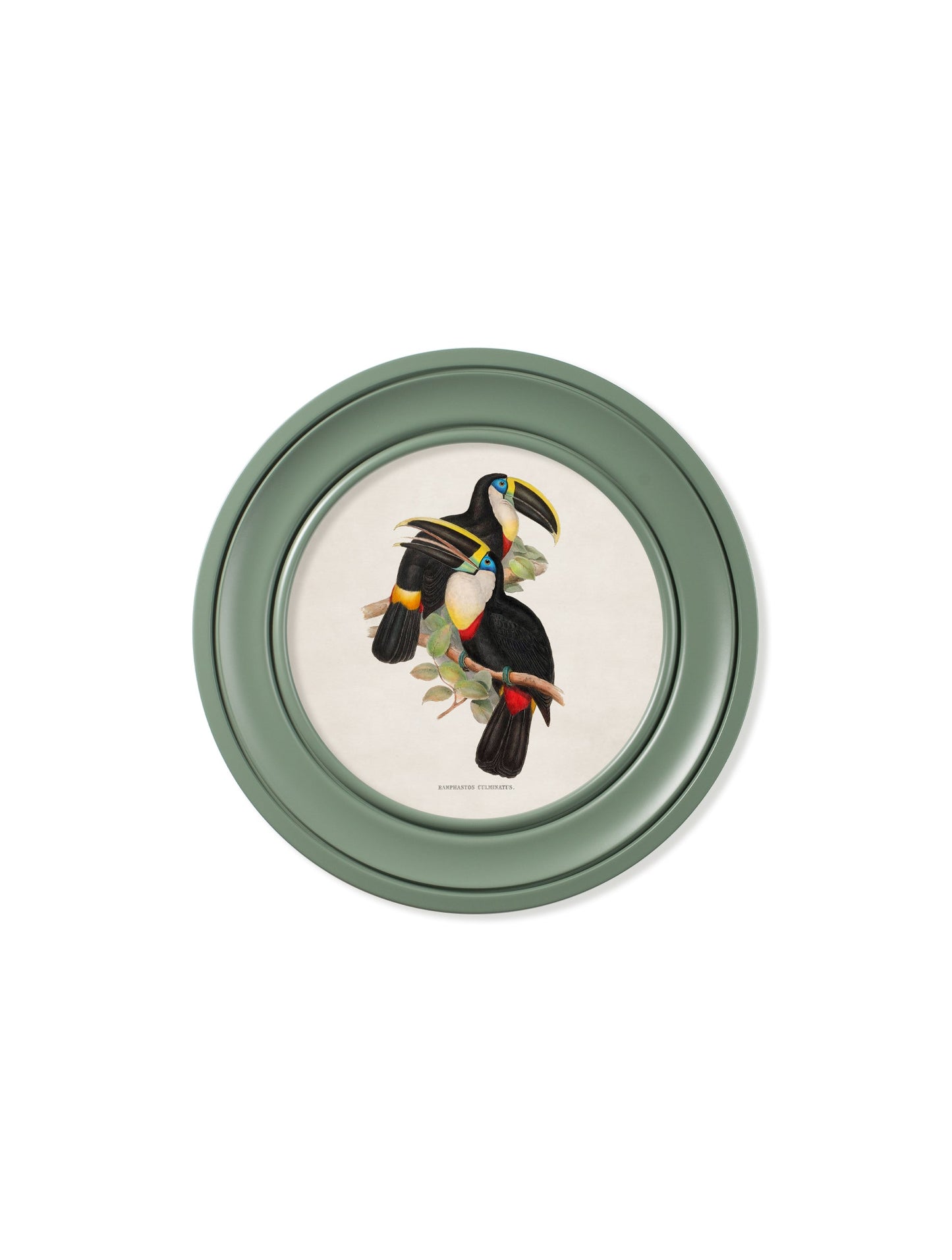 c 1848 toucans round frames green in size 44 x 44 cm - glass-fronted framed wall art print with solid wood frame, perfect for luxury home decor