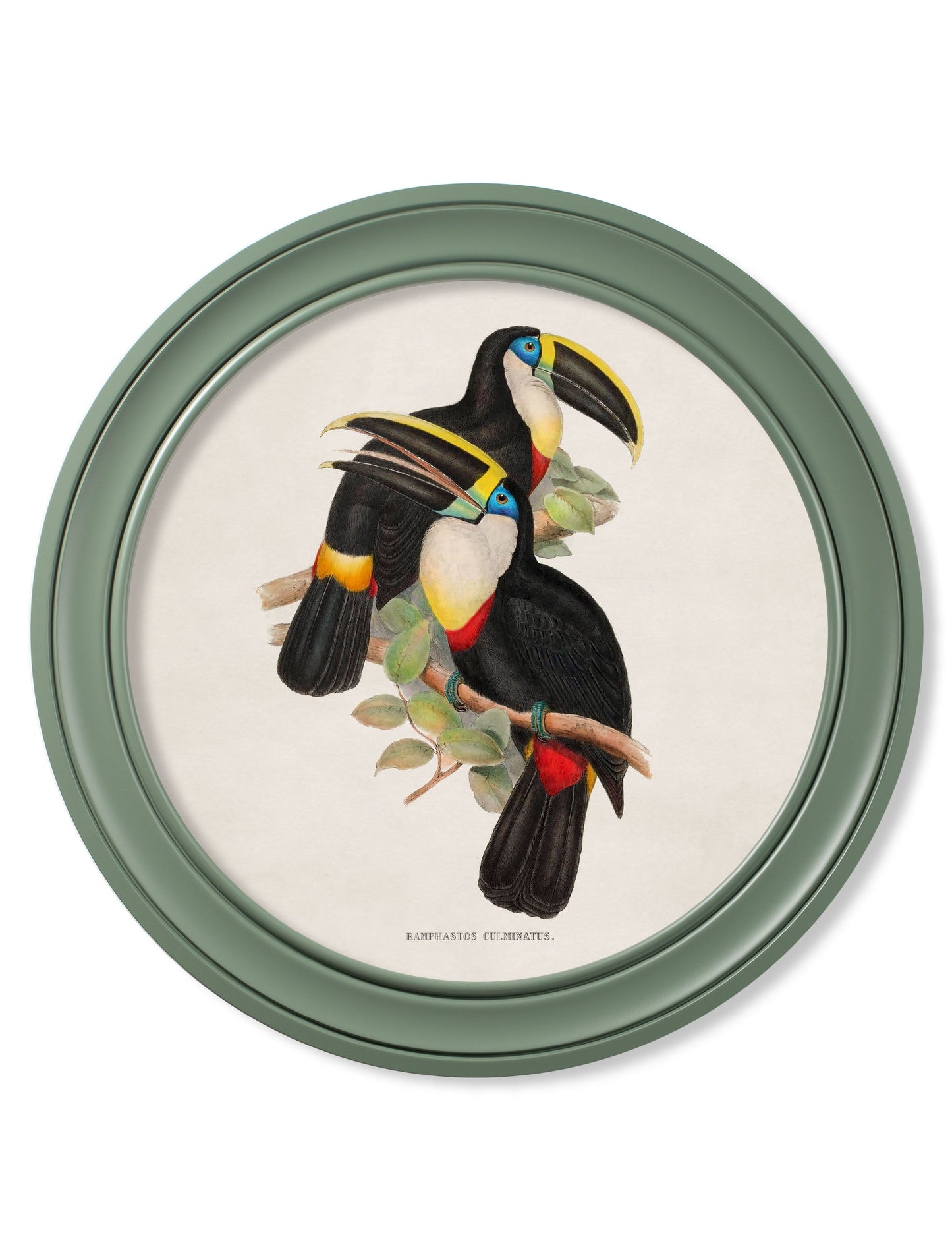 c 1848 toucans round frames green in size 70 x 70cm - glass-fronted framed wall art print with solid wood frame, designed for high-end interior design
