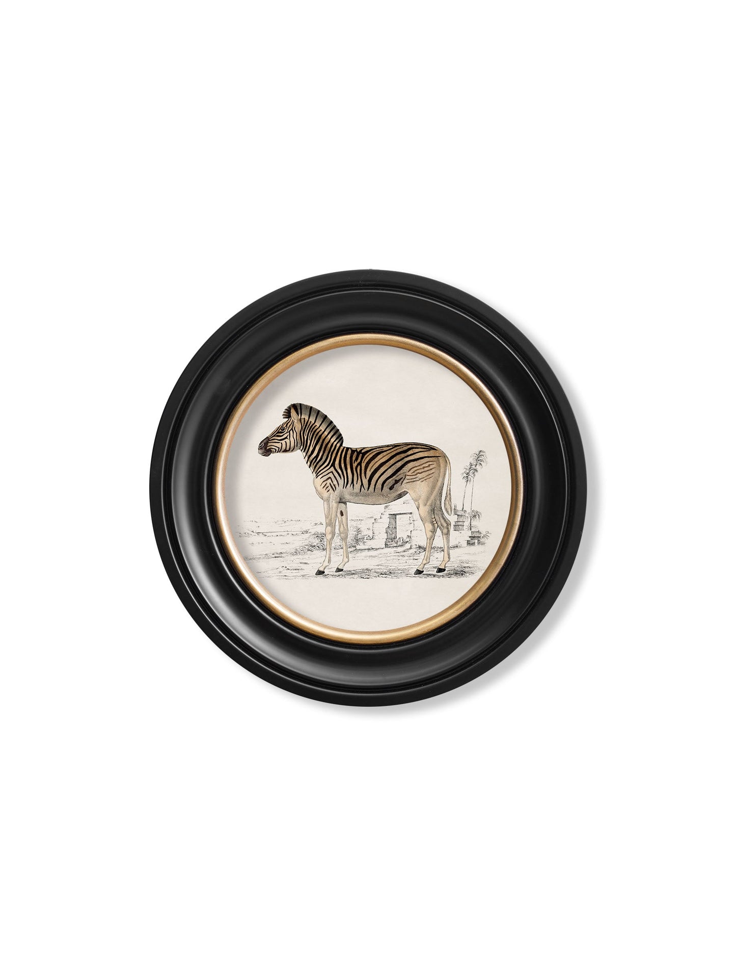 c 1774 zebra round frame - premium glass-fronted framed art print with solid wood frame, perfect for luxury home decor
