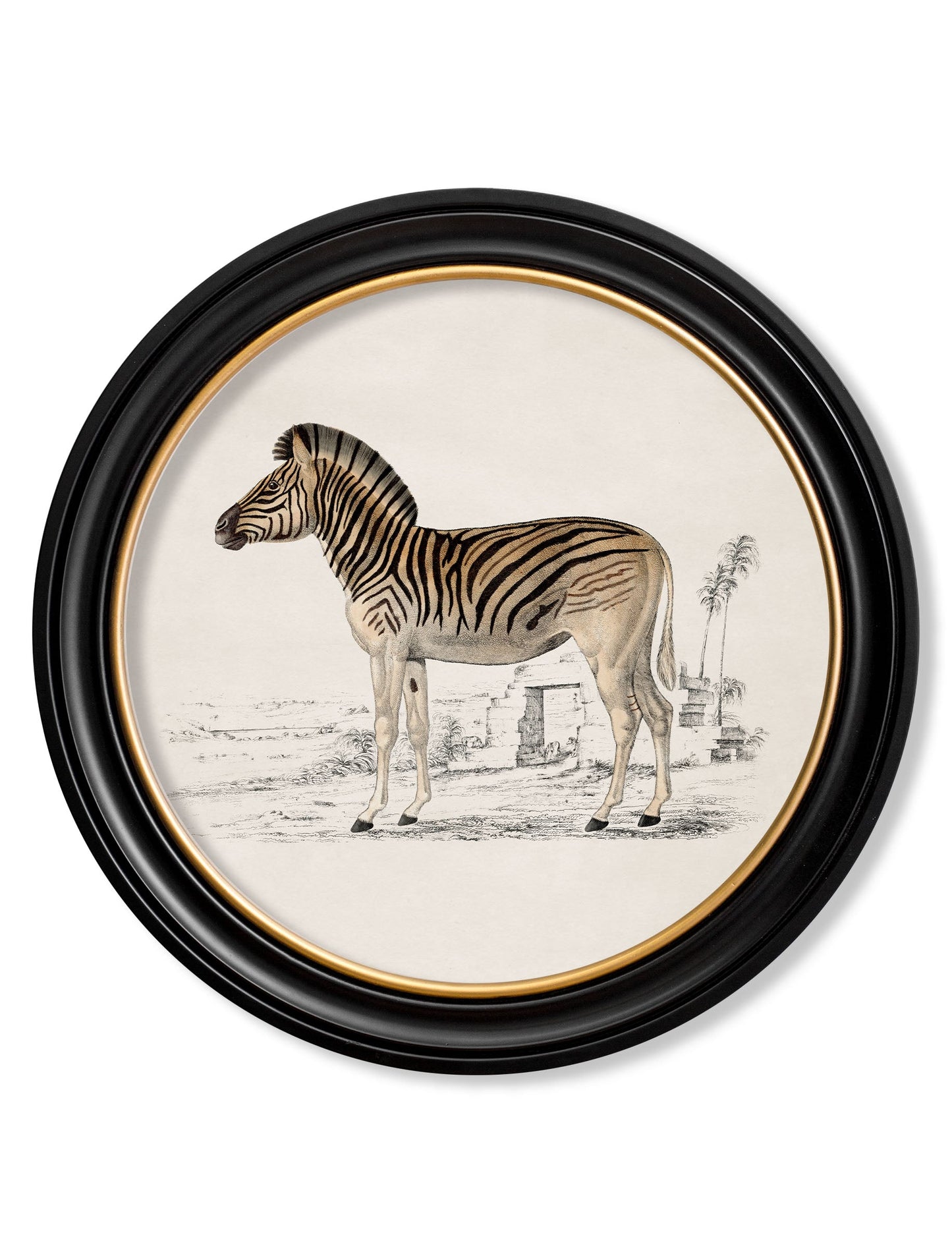 c.1774 Zebra - Round Frame in size 44 x 44cm - glass-fronted framed wall art print with solid wood frame, perfect for statement wall decor
