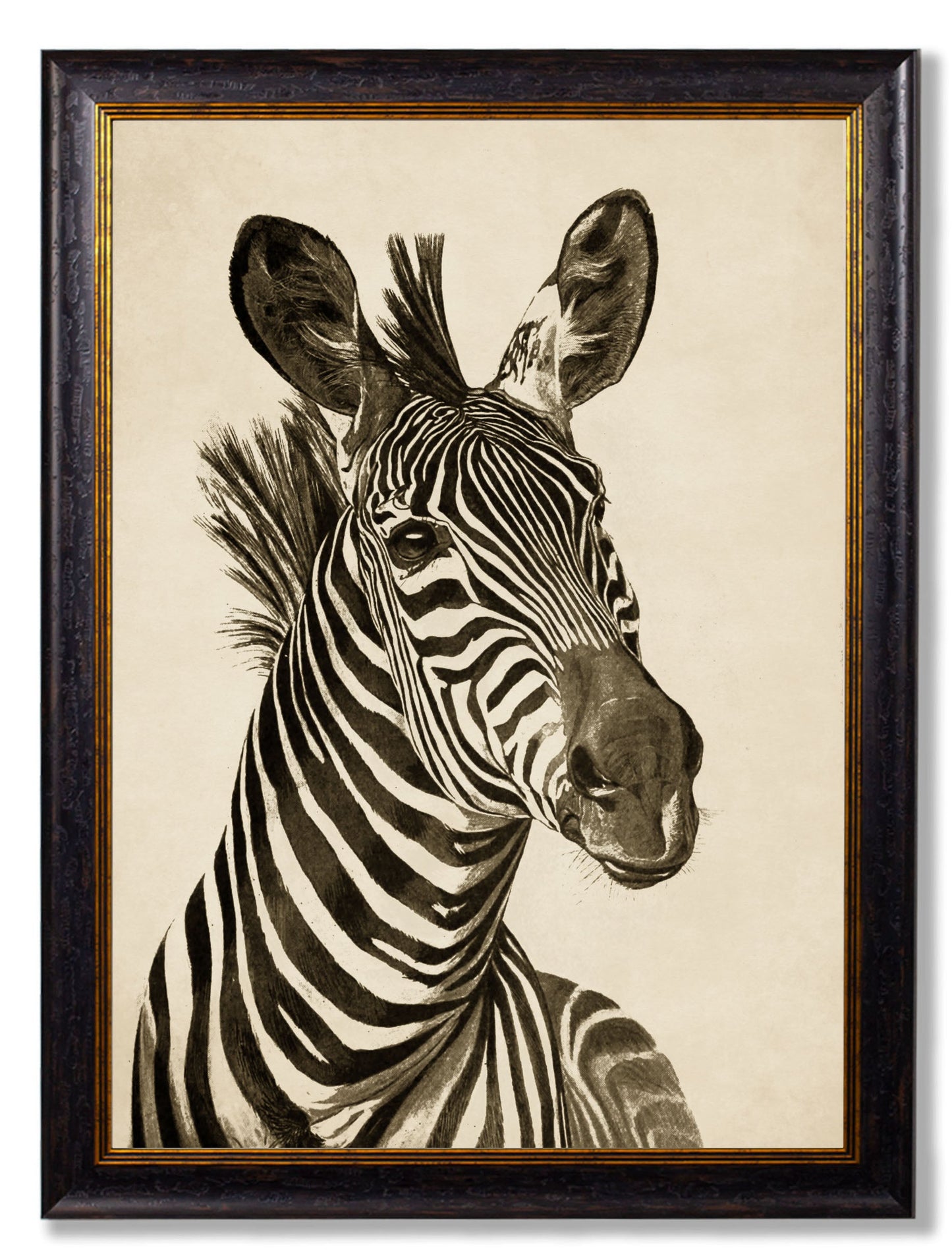 zebra ilustration in size 50 x 70cm - glass-fronted framed wall art print with solid wood frame, ideal for modern interiors