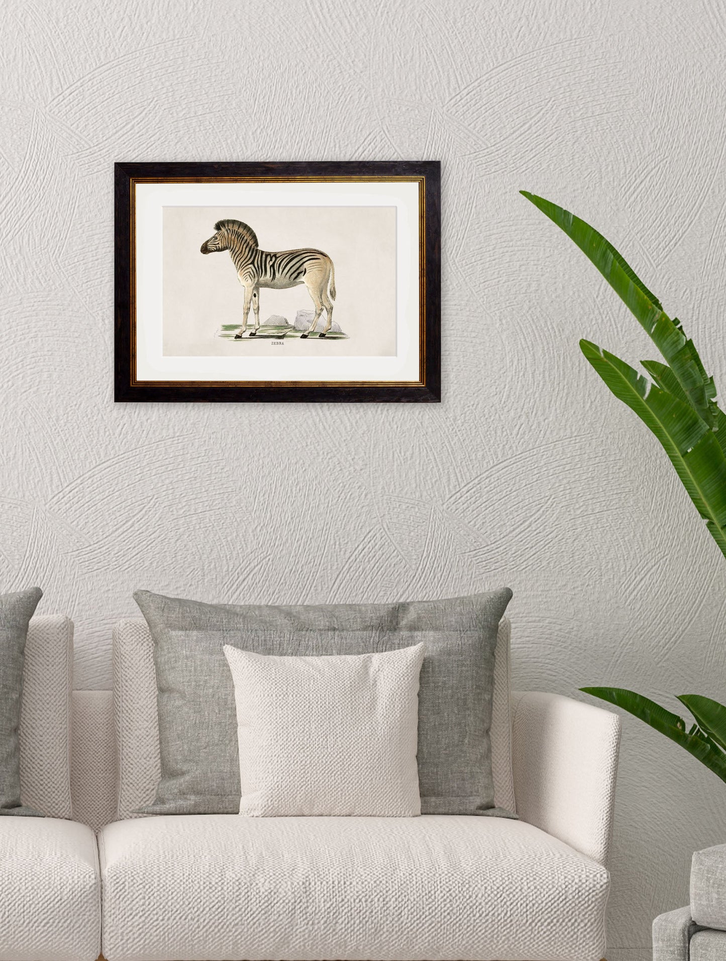 c 1774 zebra in size 50 x 70cm - glass-fronted framed wall art print with solid wood frame, luxury wall art for sophisticated spaces