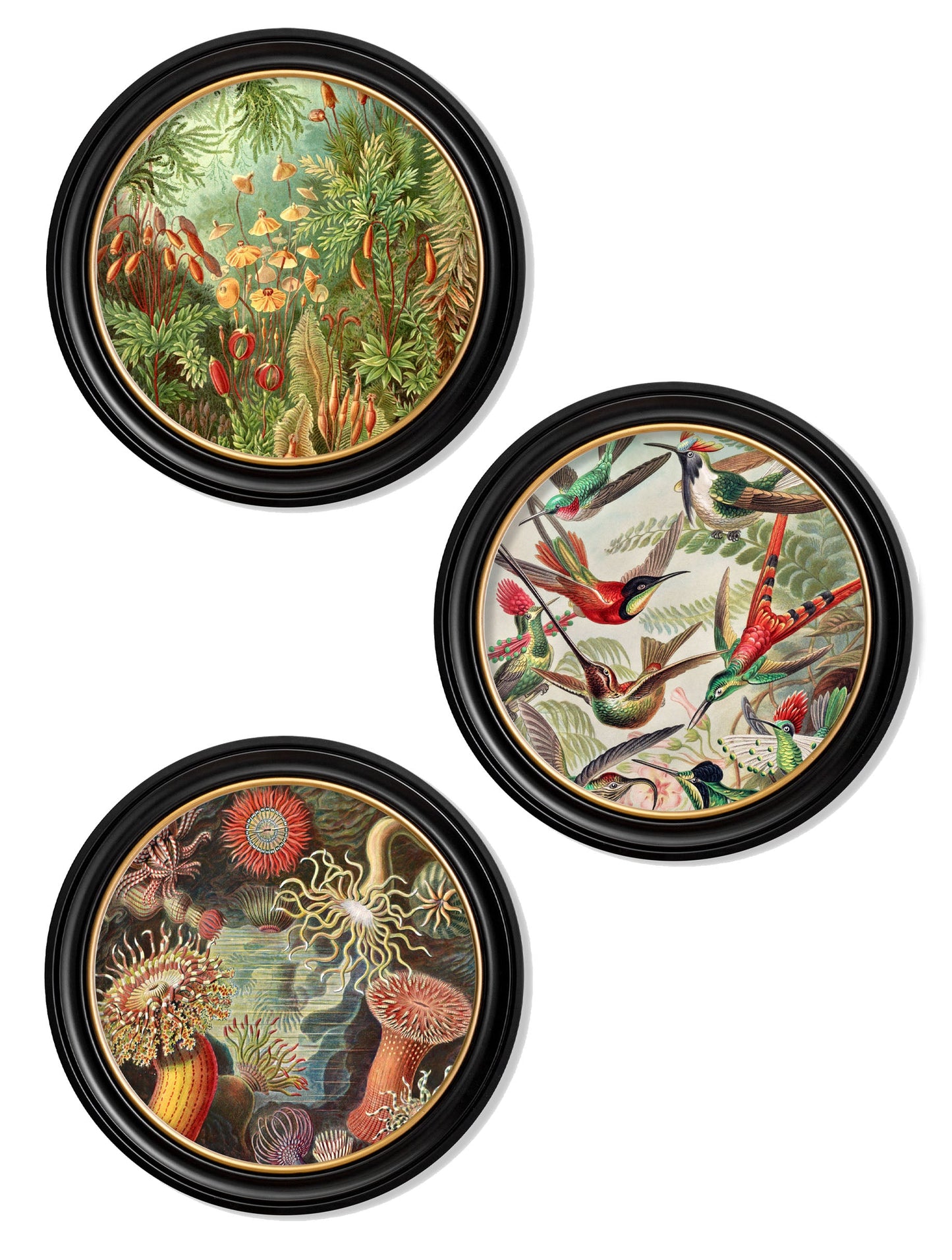 c.1904 Haeckel Flora and Fauna - Round Frames in size 44 x 44 cm - glass-fronted framed wall art print with solid wood frame, perfect for statement wall decor