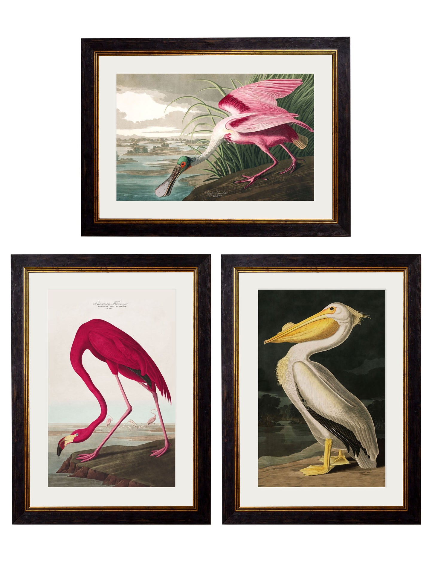c 1838 audubons birds of america in size 38 x 50cm - glass-fronted framed wall art print with solid wood frame, designed for high-end interior design
