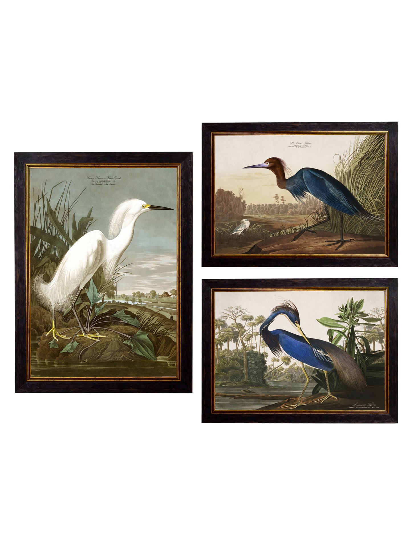 c.1838 Audubon's Herons in size 38 x 50cm - glass-fronted framed wall art print with solid wood frame, perfect for luxury home decor