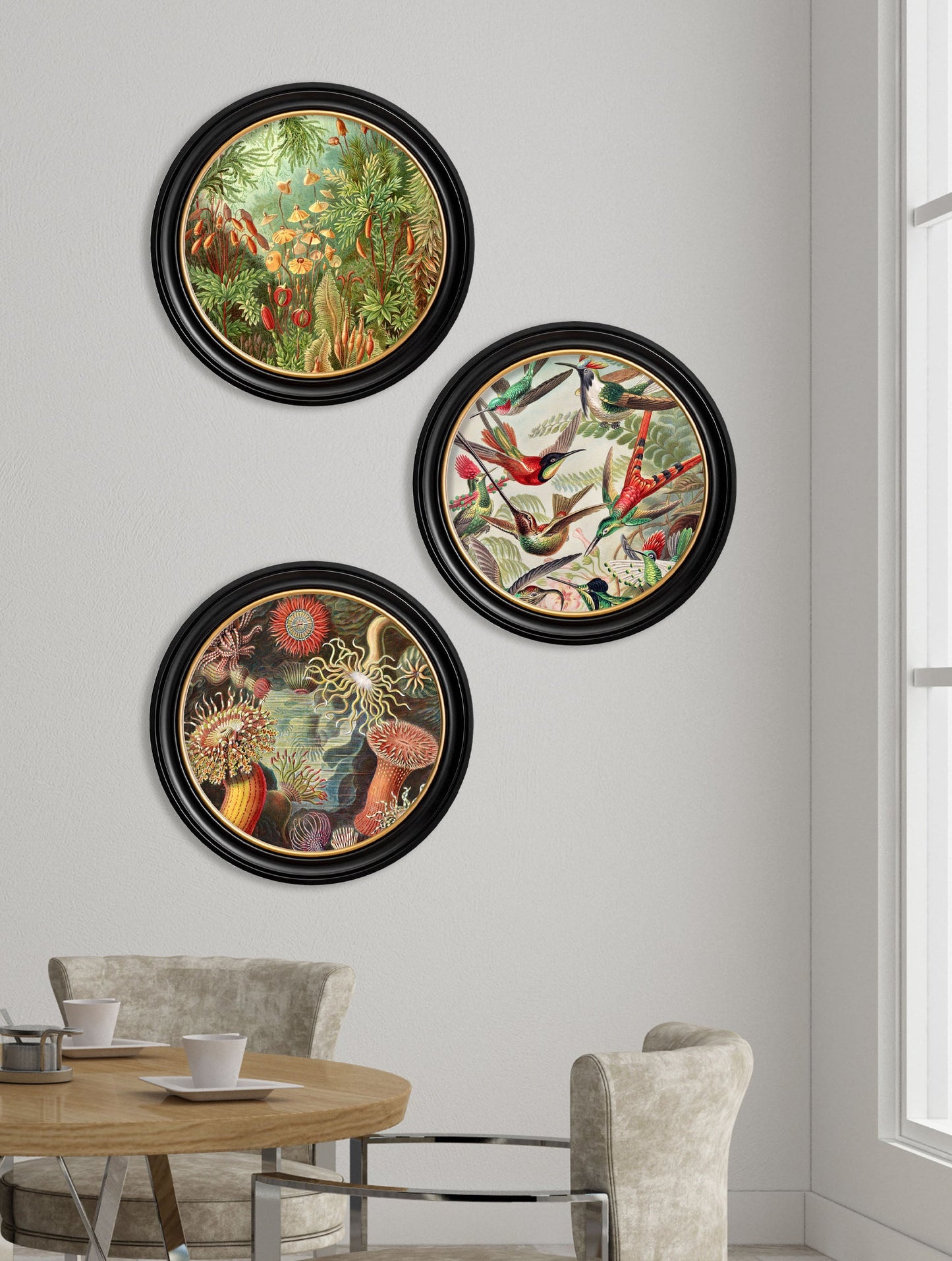 c 1904 haeckel flora and fauna round frames in size 44 x 44 cm - glass-fronted framed wall art print with solid wood frame, a beautiful addition to stylish homes