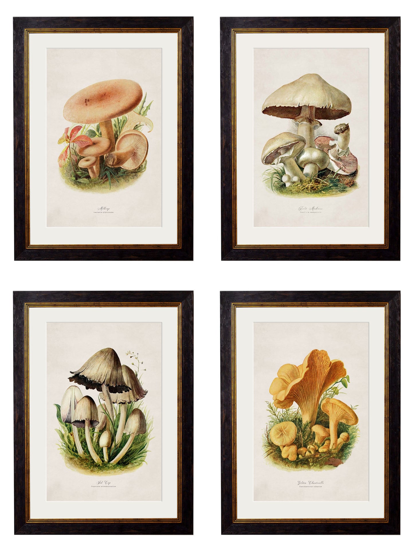c.1913 Edible Mushrooms in size 38 x 50cm - glass-fronted framed wall art print with solid wood frame, ideal for modern interiors