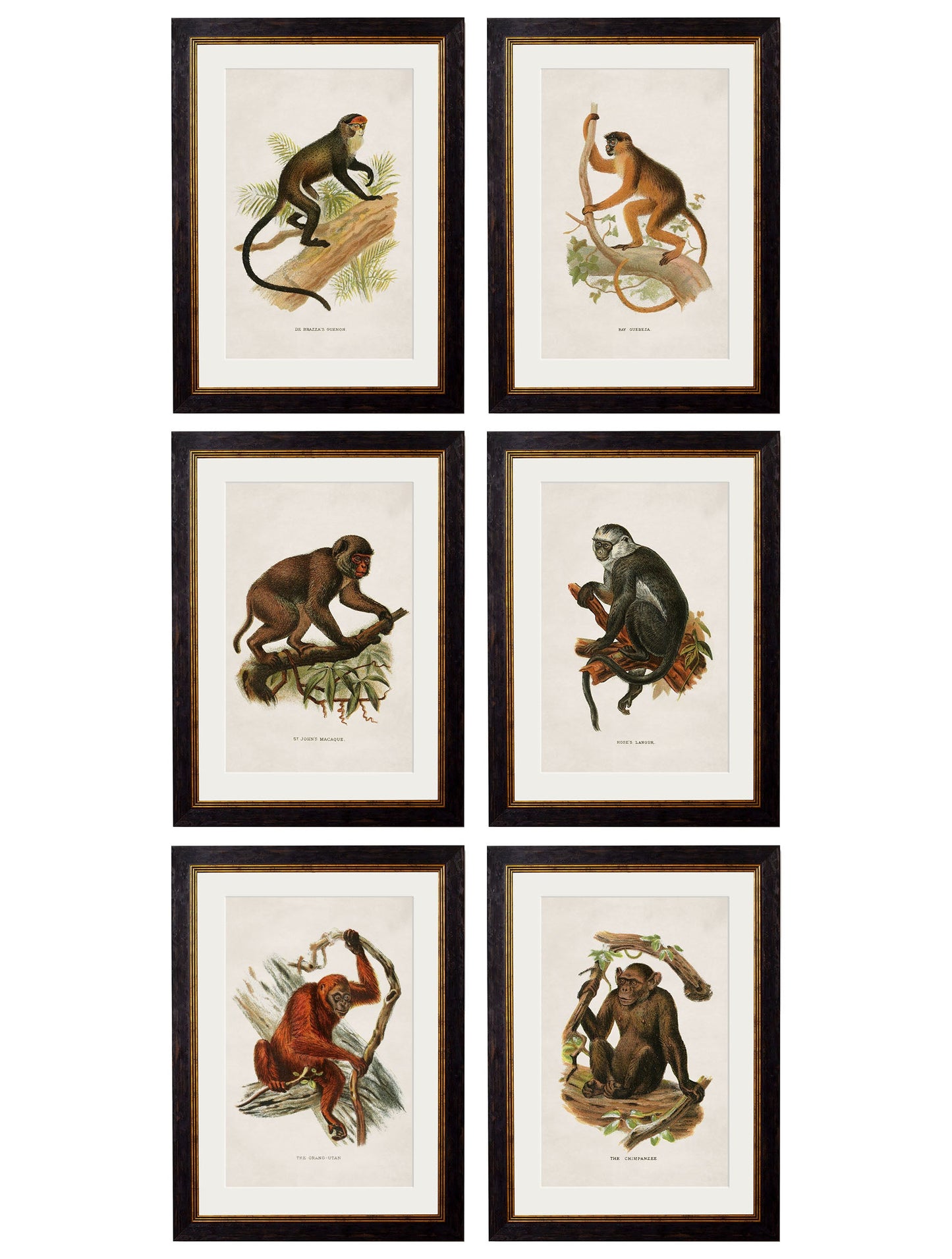 c.1910 Collection of Primates in size 38 x 50cm - glass-fronted framed wall art print with solid wood frame, perfect for statement wall decor