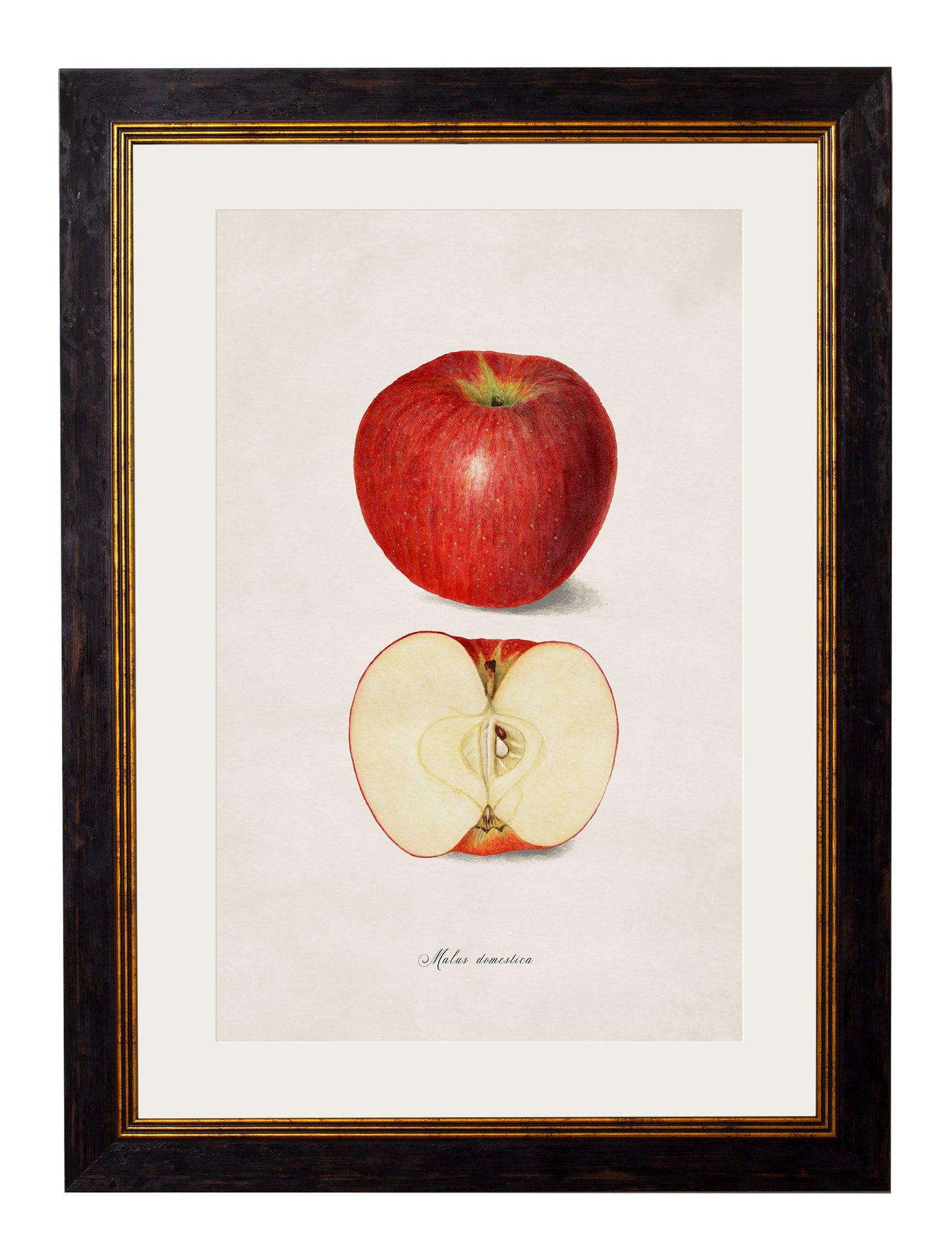 c 1886 study of peaches in size 50 x 70cm - glass-fronted framed wall art print with solid wood frame, perfect for statement wall decor