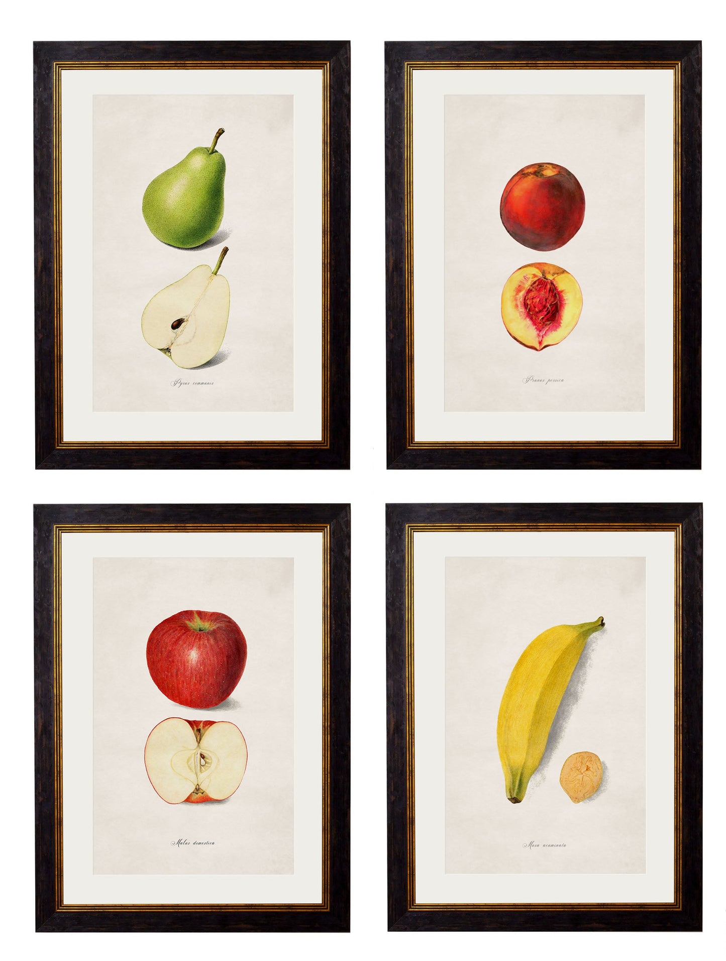 c.1886 Studies of Fruit in size 38 x 50cm - glass-fronted framed wall art print with solid wood frame, luxury wall art for sophisticated spaces