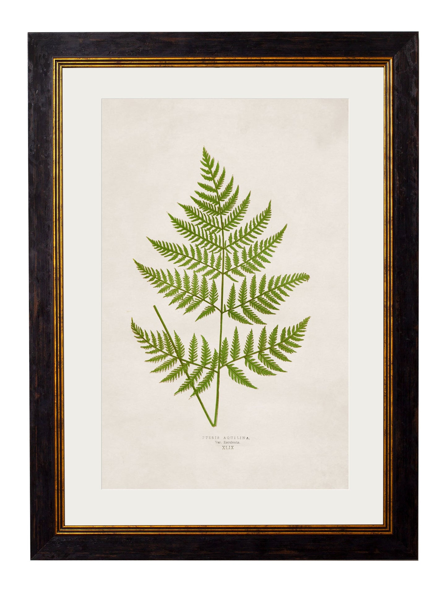 c 1864 collection of british ferns in size 38 x 50cm - glass-fronted framed wall art print with solid wood frame, ideal for modern interiors
