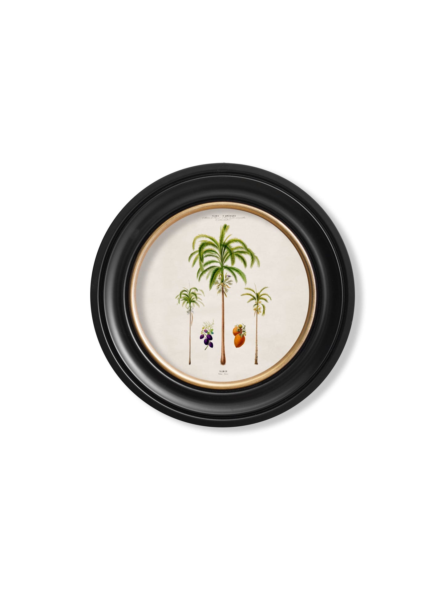 c 1843 studies of south american palm trees in round frames in size 70 x 70cm - glass-fronted framed wall art print with solid wood frame, perfect for statement wall decor