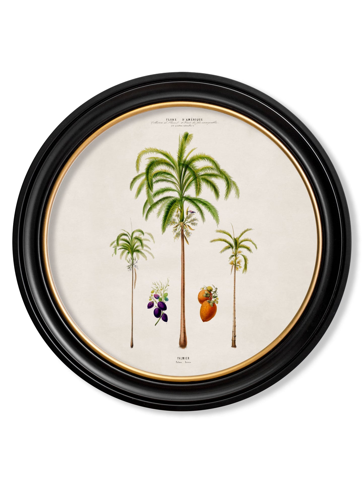 c 1843 studies of south american palm trees in round frames in size 44 x 44cm - glass-fronted framed wall art print with solid wood frame, perfect for luxury home decor