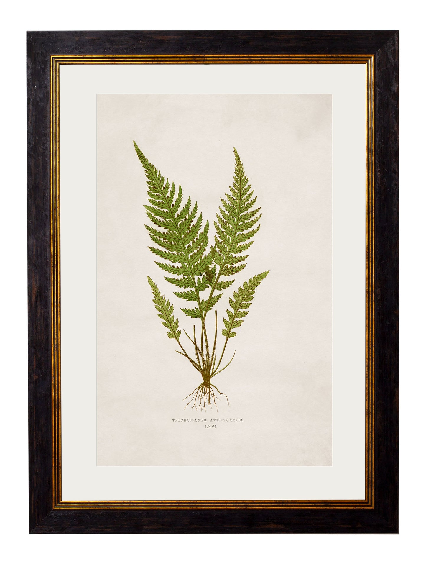 c 1864 collection of british ferns in size 38 x 50cm - glass-fronted framed wall art print with solid wood frame, a beautiful addition to stylish homes