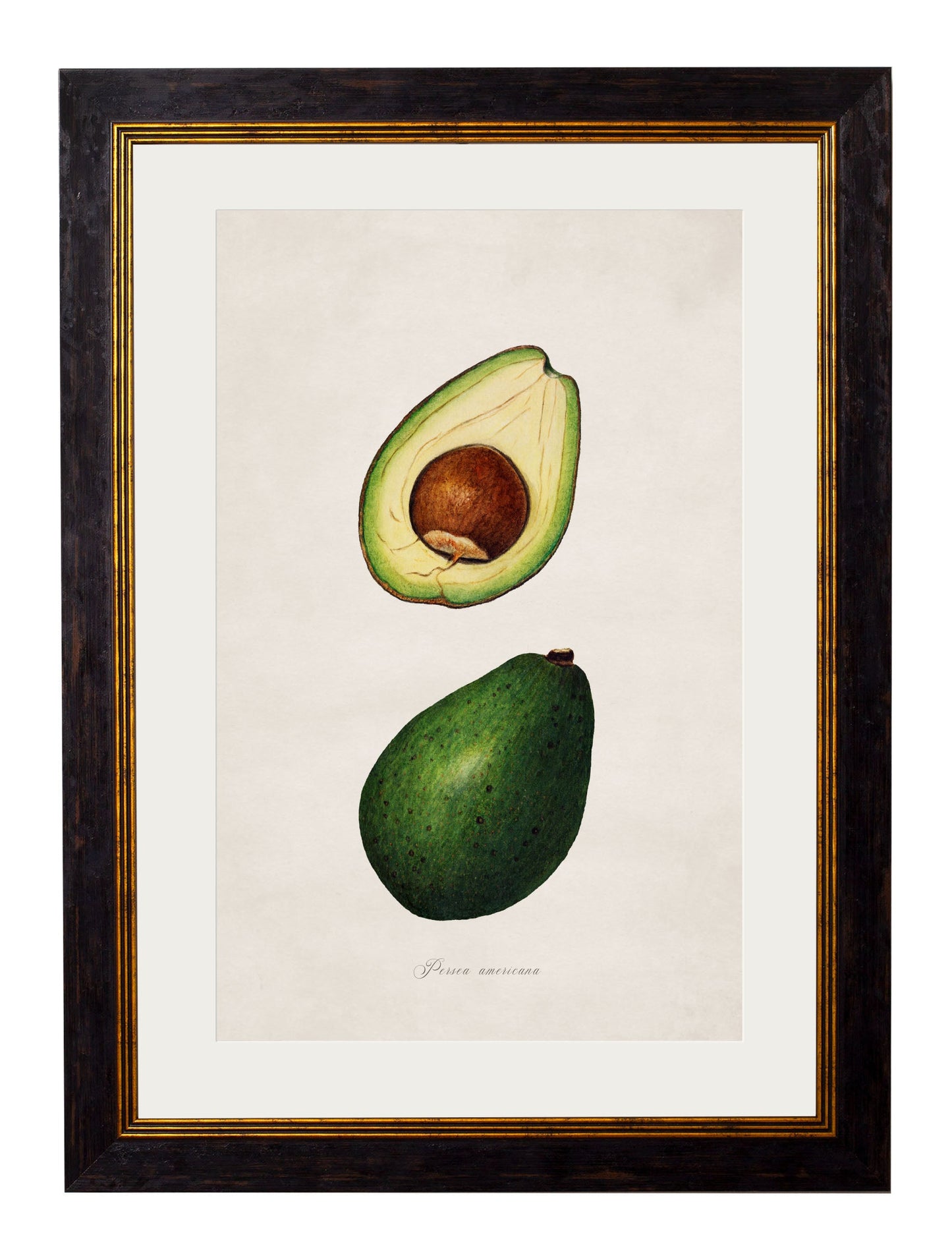 c.1886 Study of Avocados in size Default Title - glass-fronted framed wall art print with solid wood frame, perfect for statement wall decor