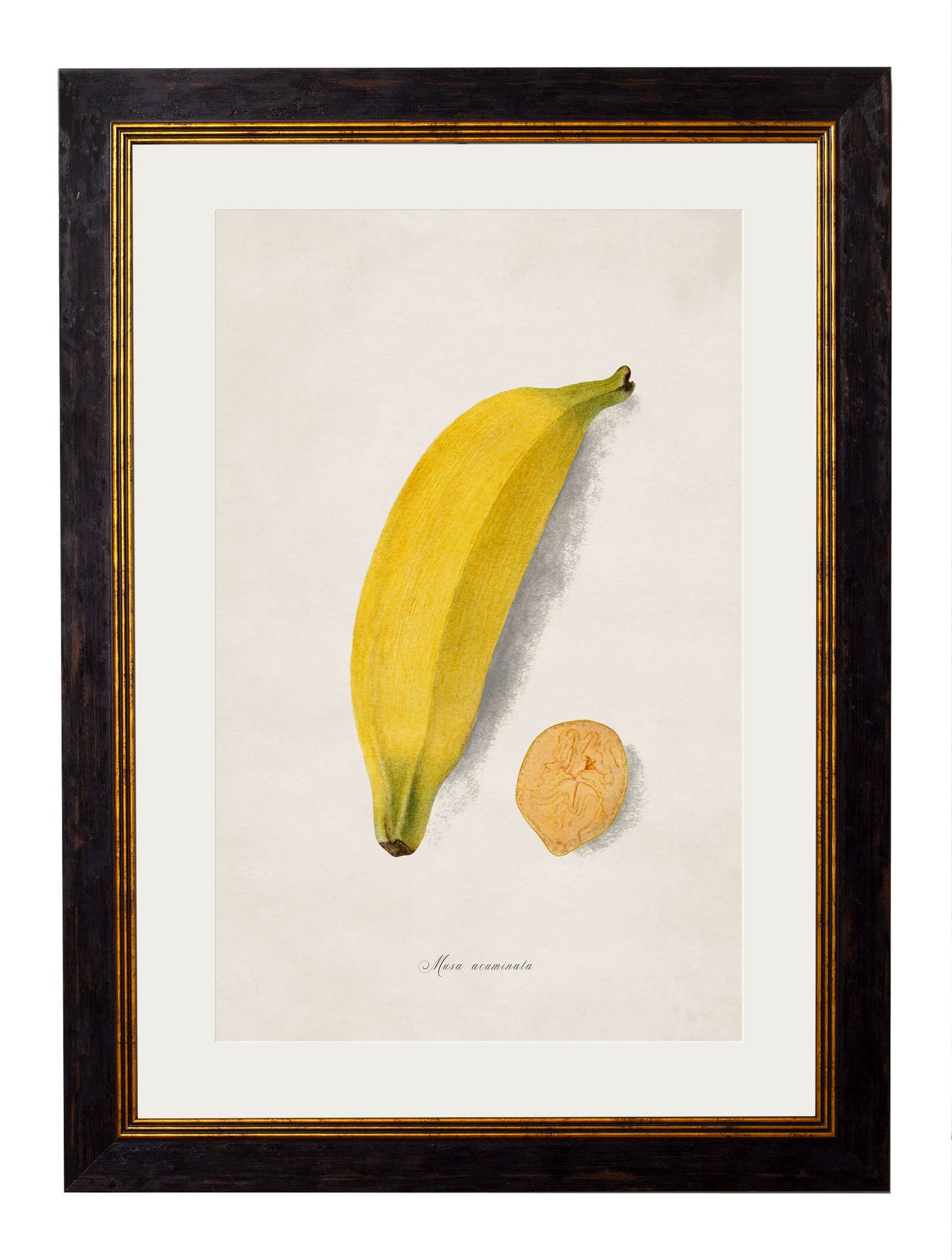 c 1886 study of peaches in size 38 x 50cm - glass-fronted framed wall art print with solid wood frame, ideal for modern interiors