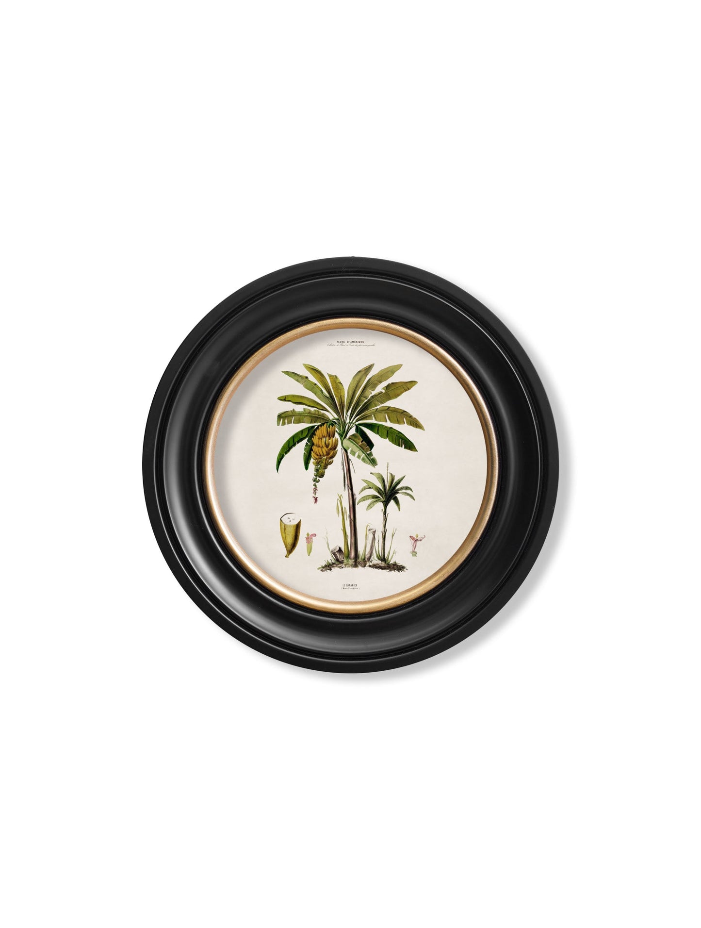 c 1843 studies of south american palm trees in round frames in size 70 x 70cm - glass-fronted framed wall art print with solid wood frame, a beautiful addition to stylish homes