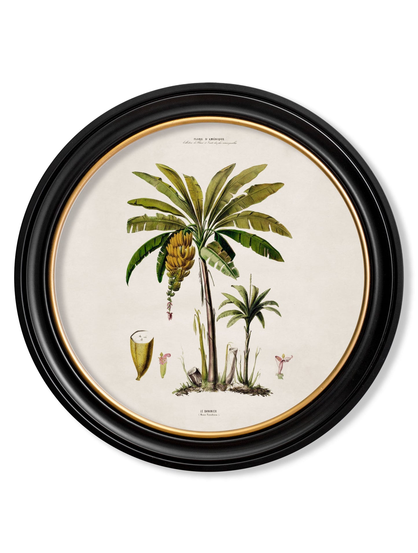 c 1843 studies of south american palm trees in round frames in size 44 x 44cm - glass-fronted framed wall art print with solid wood frame, luxury wall art for sophisticated spaces