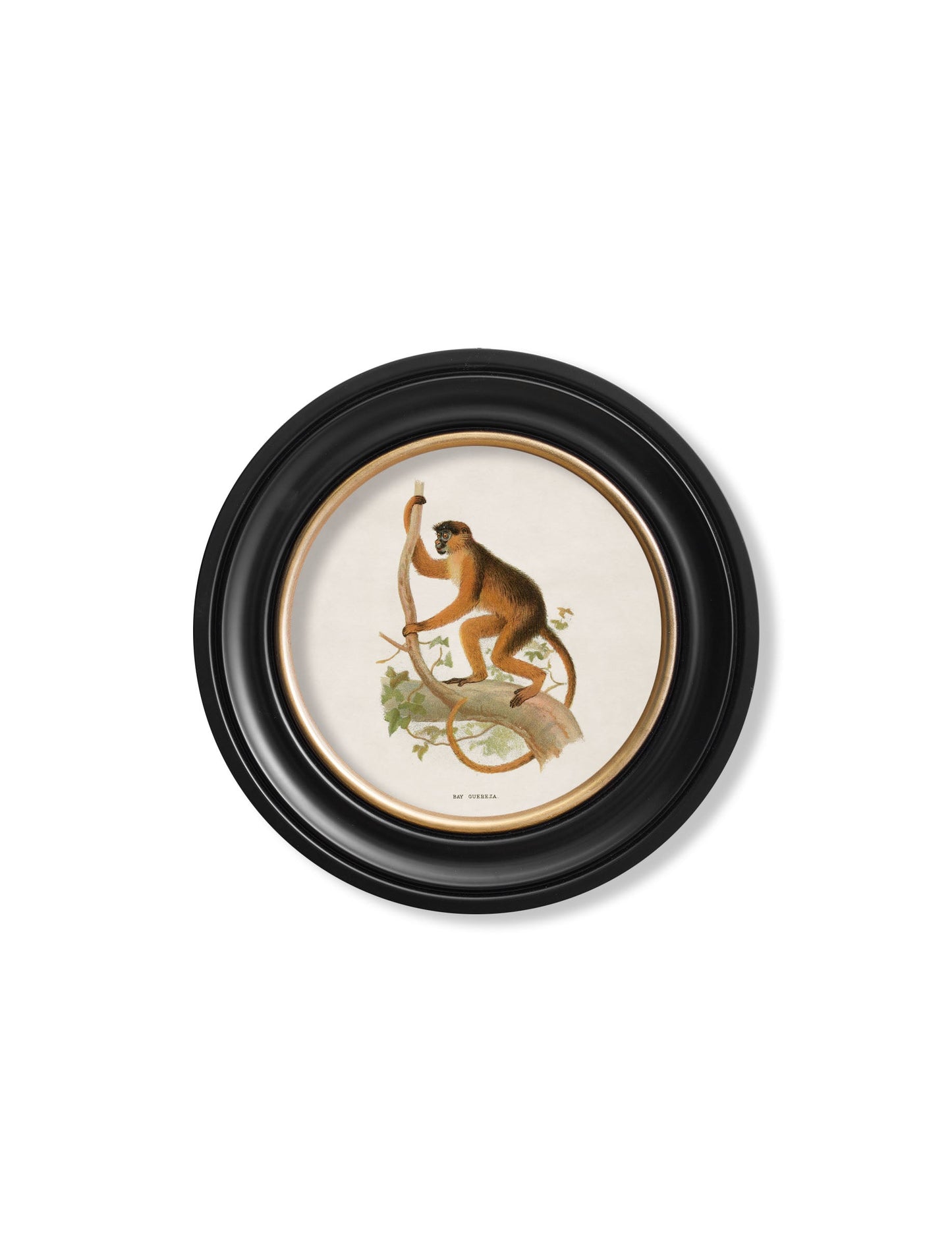 c 1910 collection of primates in round frames in size 44 x 44cm - glass-fronted framed wall art print with solid wood frame, perfect for statement wall decor