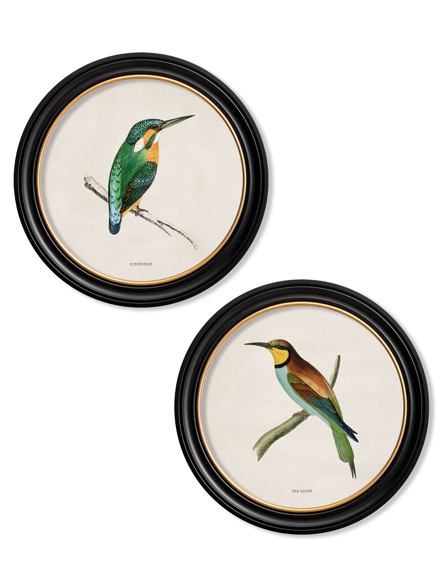 c.1870 Kingfisher and Bee Eater in size 44 x 44cm - glass-fronted framed wall art print with solid wood frame, luxury wall art for sophisticated spaces