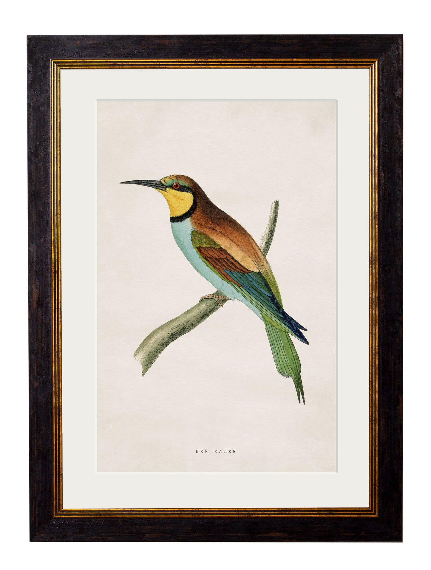 c 1850s bee eater in size 50 x 70cm - glass-fronted framed wall art print with solid wood frame, perfect for luxury home decor