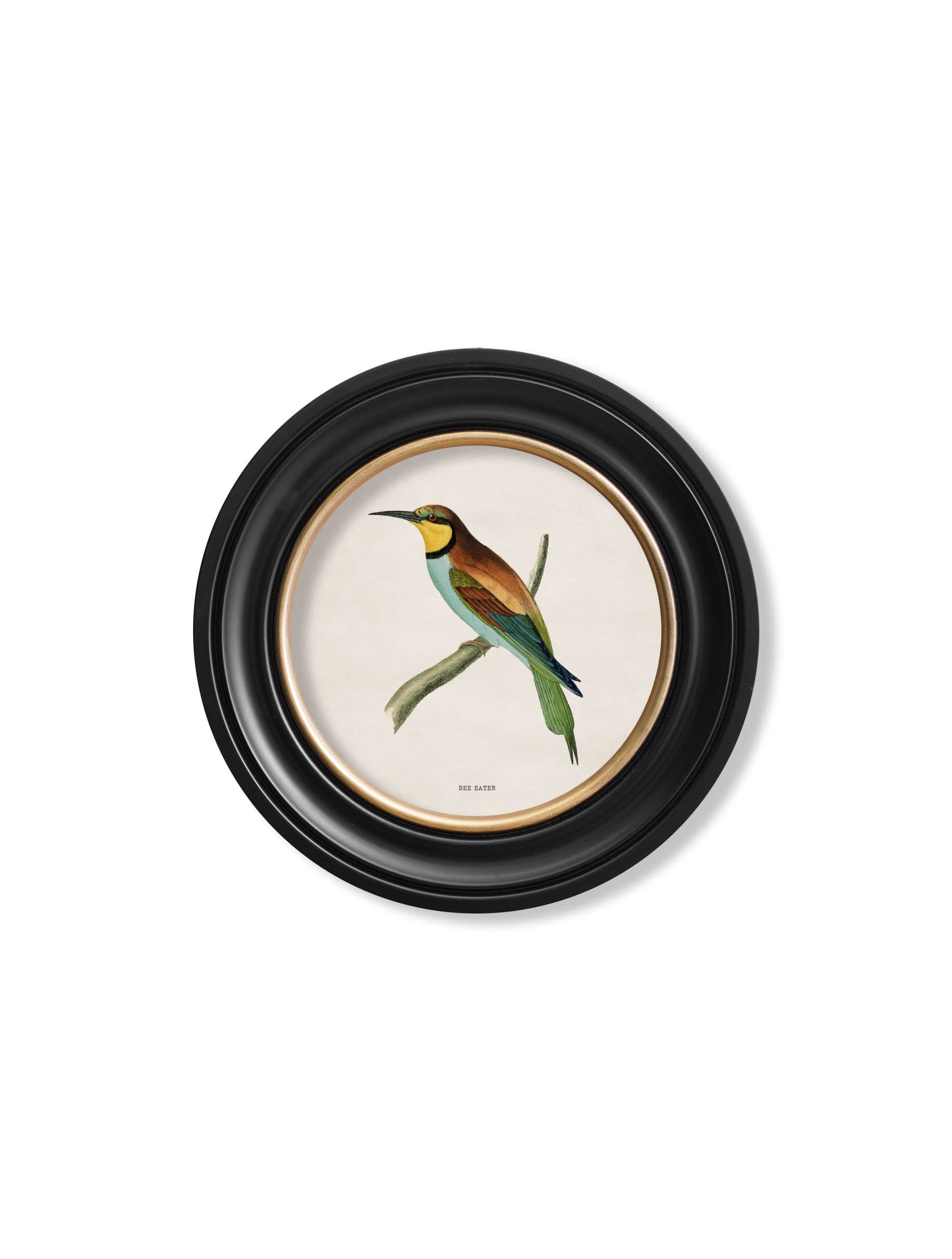 c 1870 kingfisher and bee eater in size 44 x 44cm - glass-fronted framed wall art print with solid wood frame, adds elegance to your decor