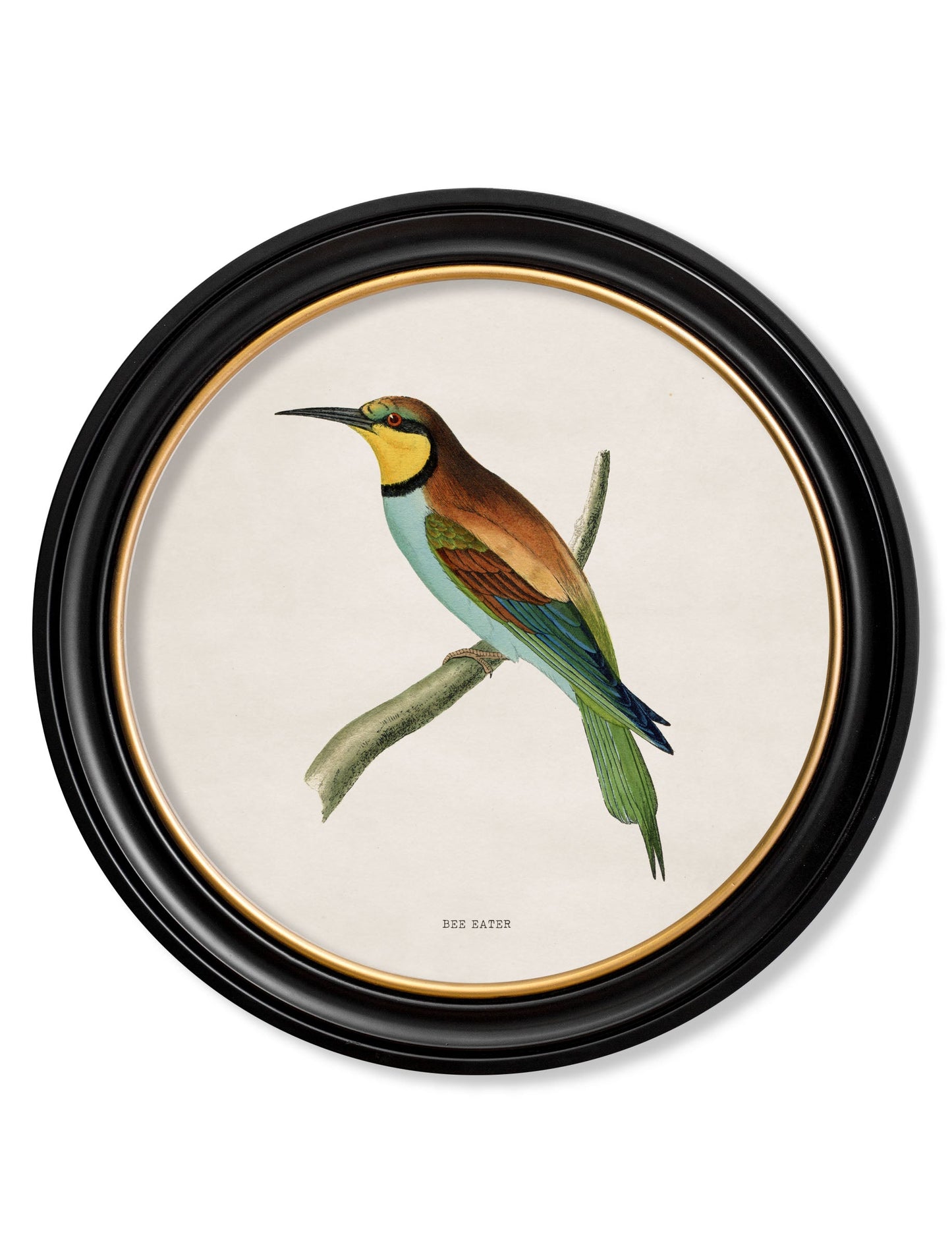 c 1870 kingfisher and bee eater in size 70 x 70cm - glass-fronted framed wall art print with solid wood frame, ideal for contemporary home styling