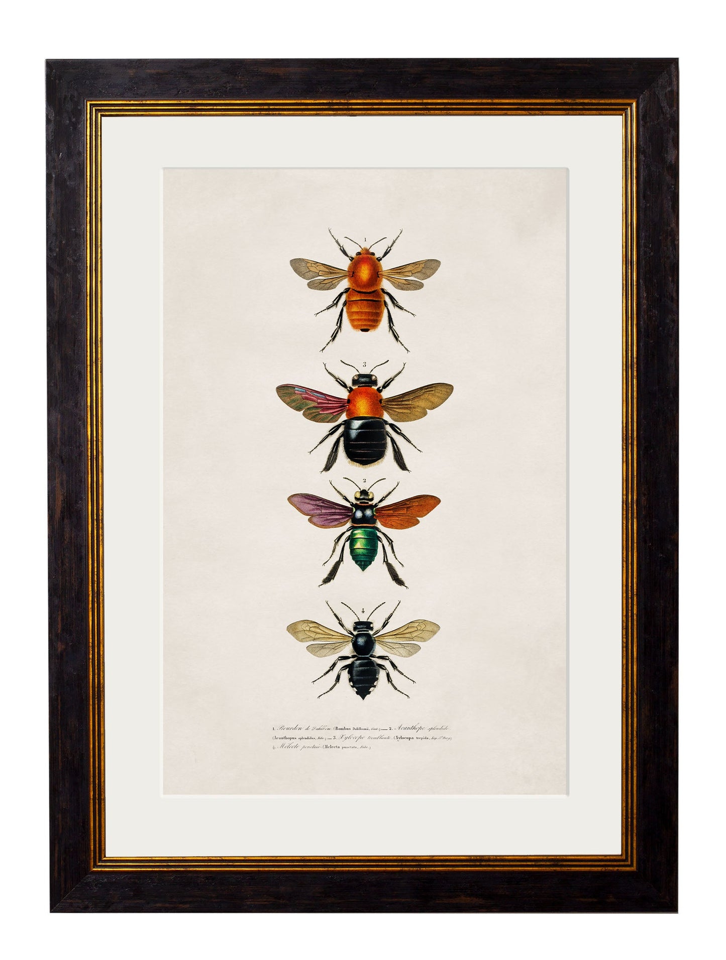 c 1892 bees and wasps giclee print in size 38 x 50cm - glass-fronted framed wall art print with solid wood frame, ideal for modern interiors