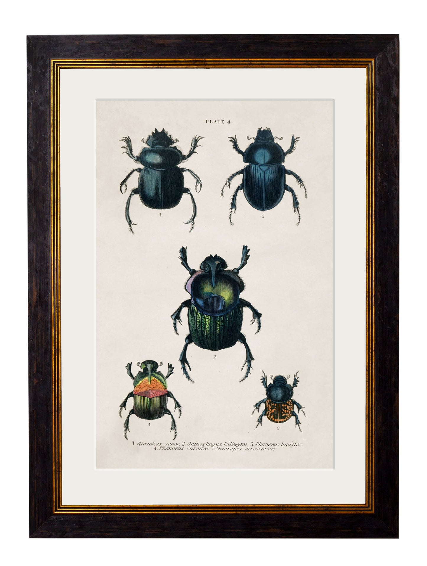 c 1836 naturalists library beetles plate 1 in size 50 x 70cm - glass-fronted framed wall art print with solid wood frame, a beautiful addition to stylish homes