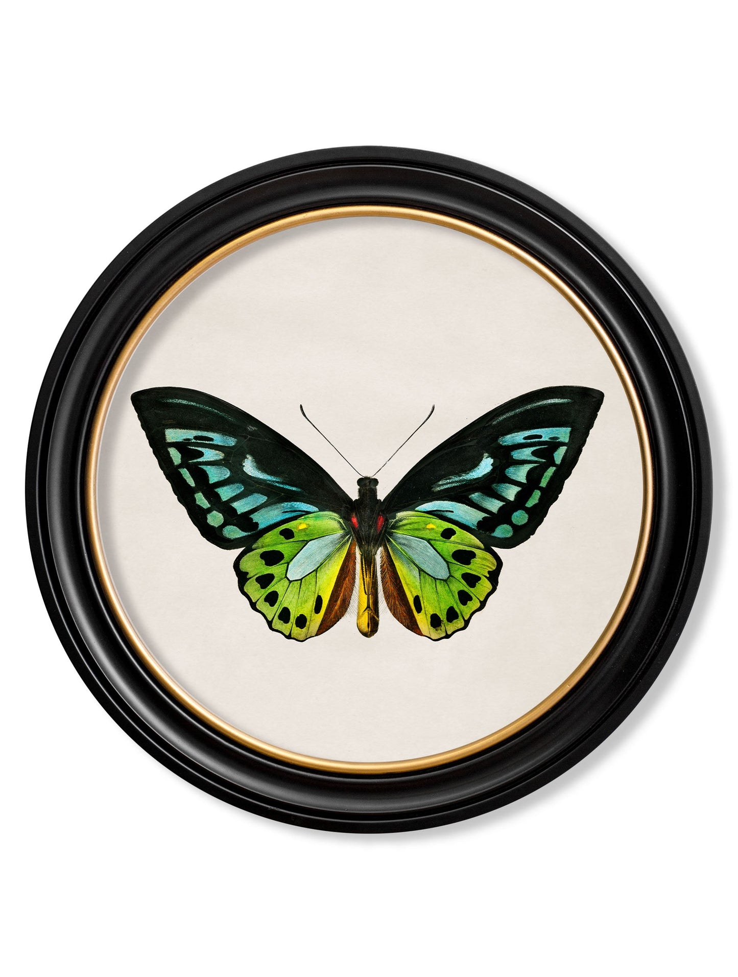 c 1836 birdwing butterfly round frame in size 44 x 44cm - glass-fronted framed wall art print with solid wood frame, perfect for statement wall decor