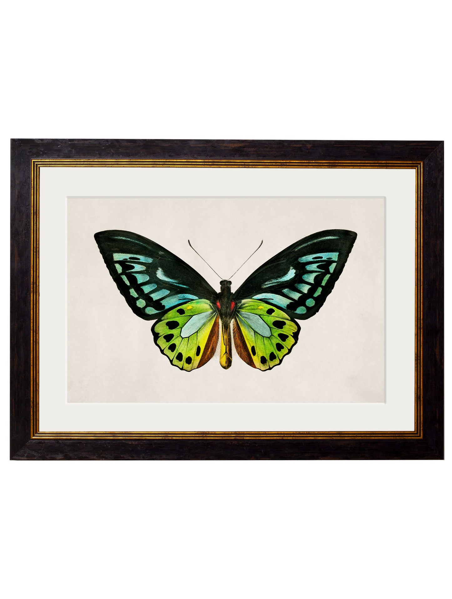 c 1836 tropical butterflies in size 38 x 50cm - glass-fronted framed wall art print with solid wood frame, designed for high-end interior design
