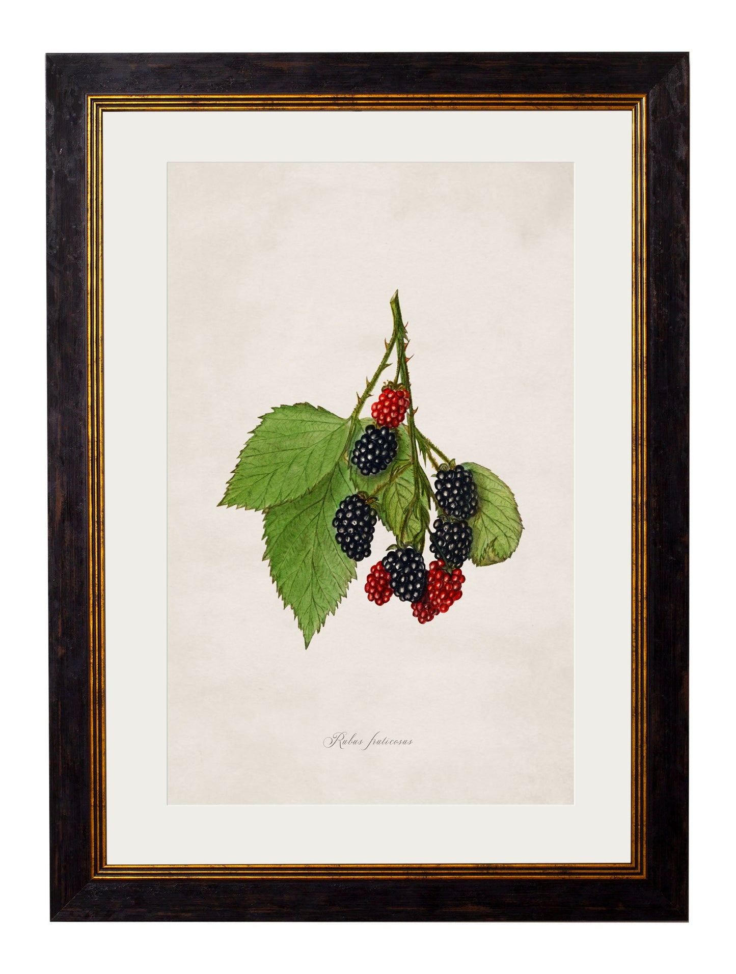 c 1886 study of blackberries in size 38 x 50cm - glass-fronted framed wall art print with solid wood frame, a beautiful addition to stylish homes