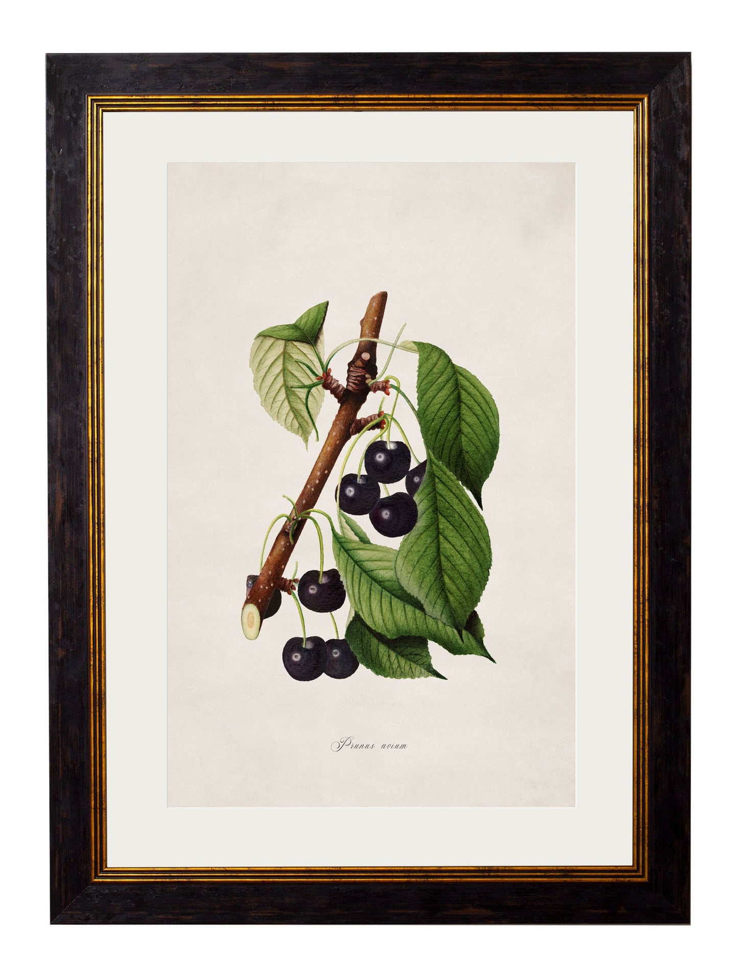 c 1886 study of blackberries - premium glass-fronted framed art print with solid wood frame, luxury wall art for sophisticated spaces