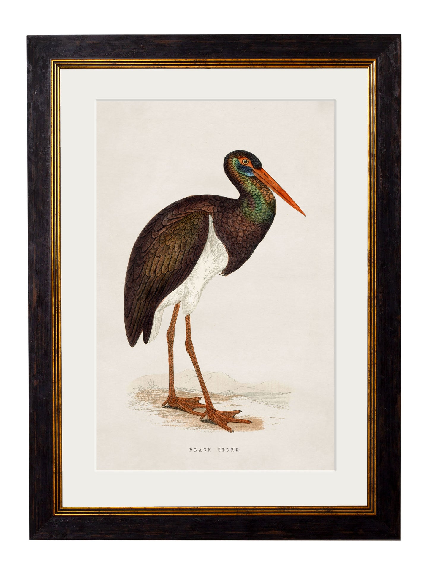 c 1850s black stork in size 38 x 50cm - glass-fronted framed wall art print with solid wood frame, luxury wall art for sophisticated spaces