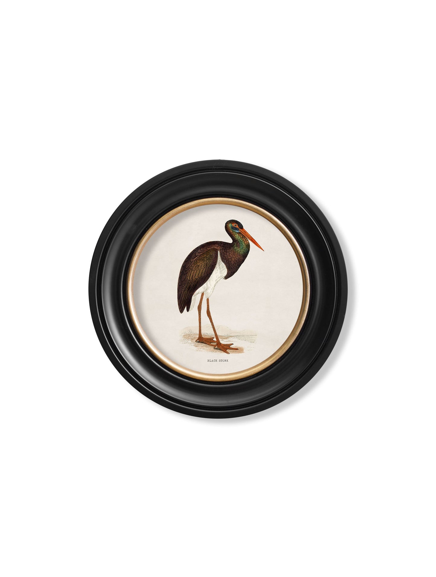 c 1870 wading birds in round frames in size 44 x 44cm - glass-fronted framed wall art print with solid wood frame, designed for high-end interior design