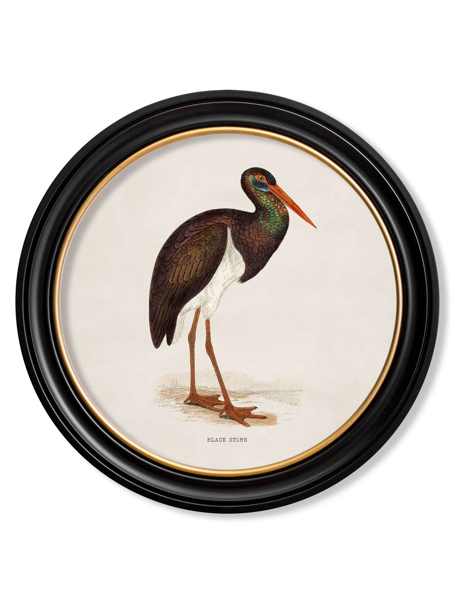 c 1870 wading birds in round frames in size 44 x 44cm - glass-fronted framed wall art print with solid wood frame, luxury wall art for sophisticated spaces
