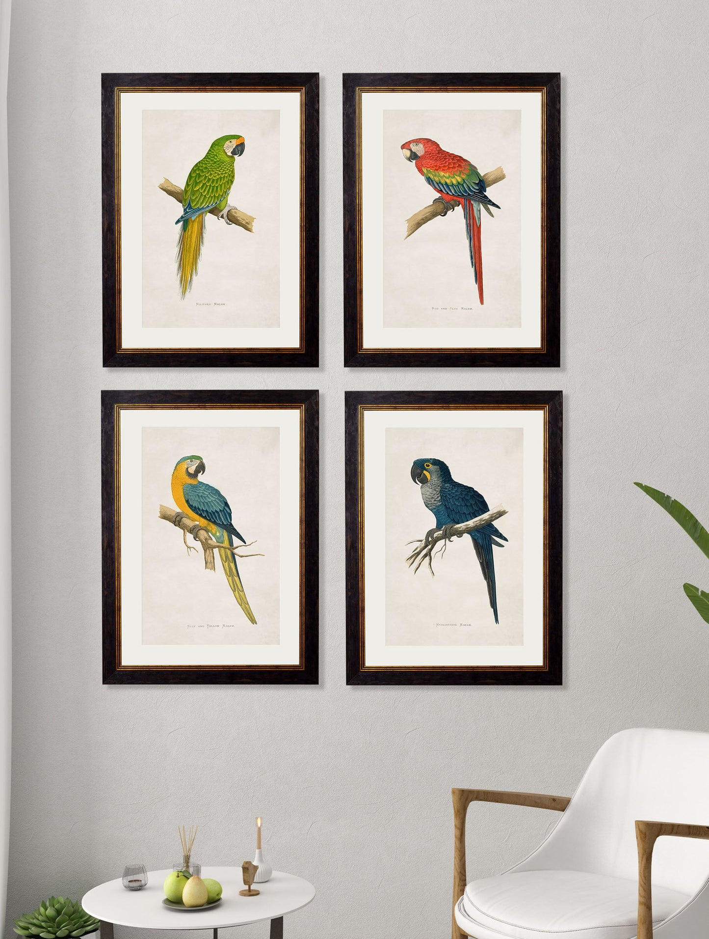 c 1884s parrots in size 38 x 50cm - glass-fronted framed wall art print with solid wood frame, designed for high-end interior design