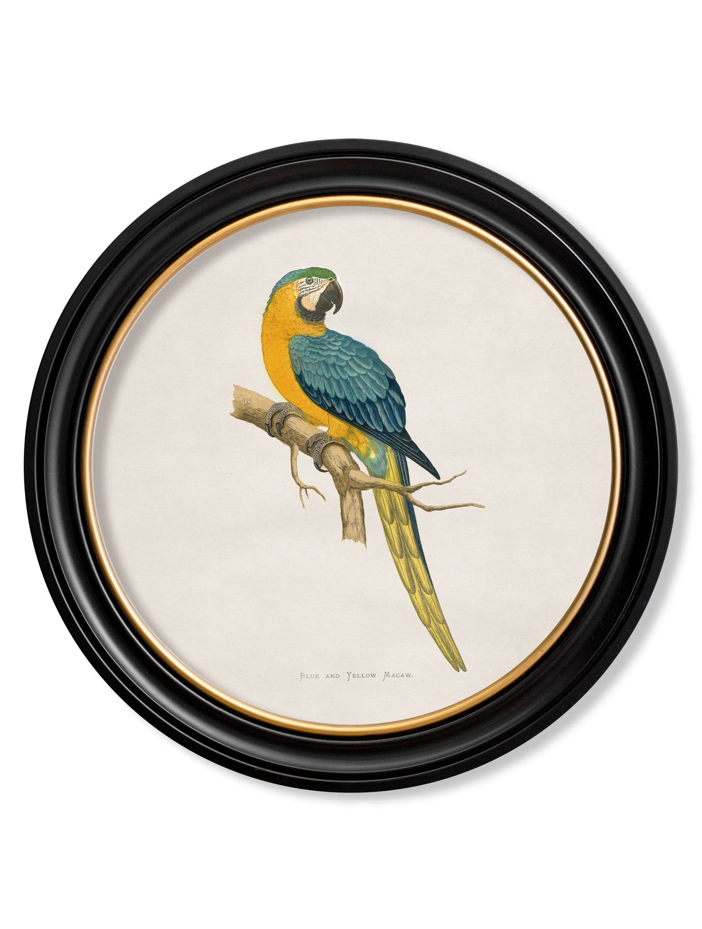 c 1884s collection of macaws in round frames in size 44 x 44cm - glass-fronted framed wall art print with solid wood frame, perfect for statement wall decor