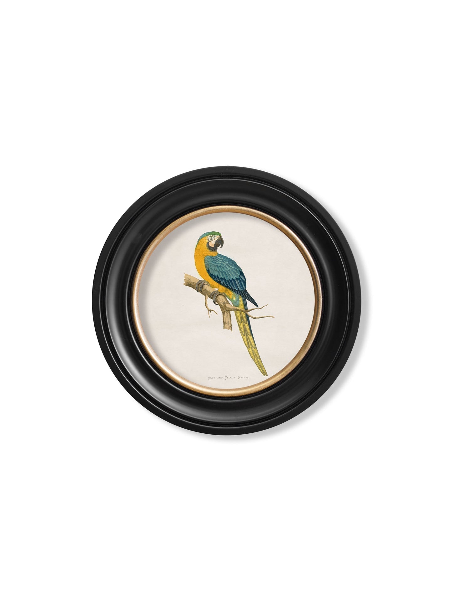 c 1884s collection of macaws in round frames in size 44 x 44cm - glass-fronted framed wall art print with solid wood frame, a beautiful addition to stylish homes