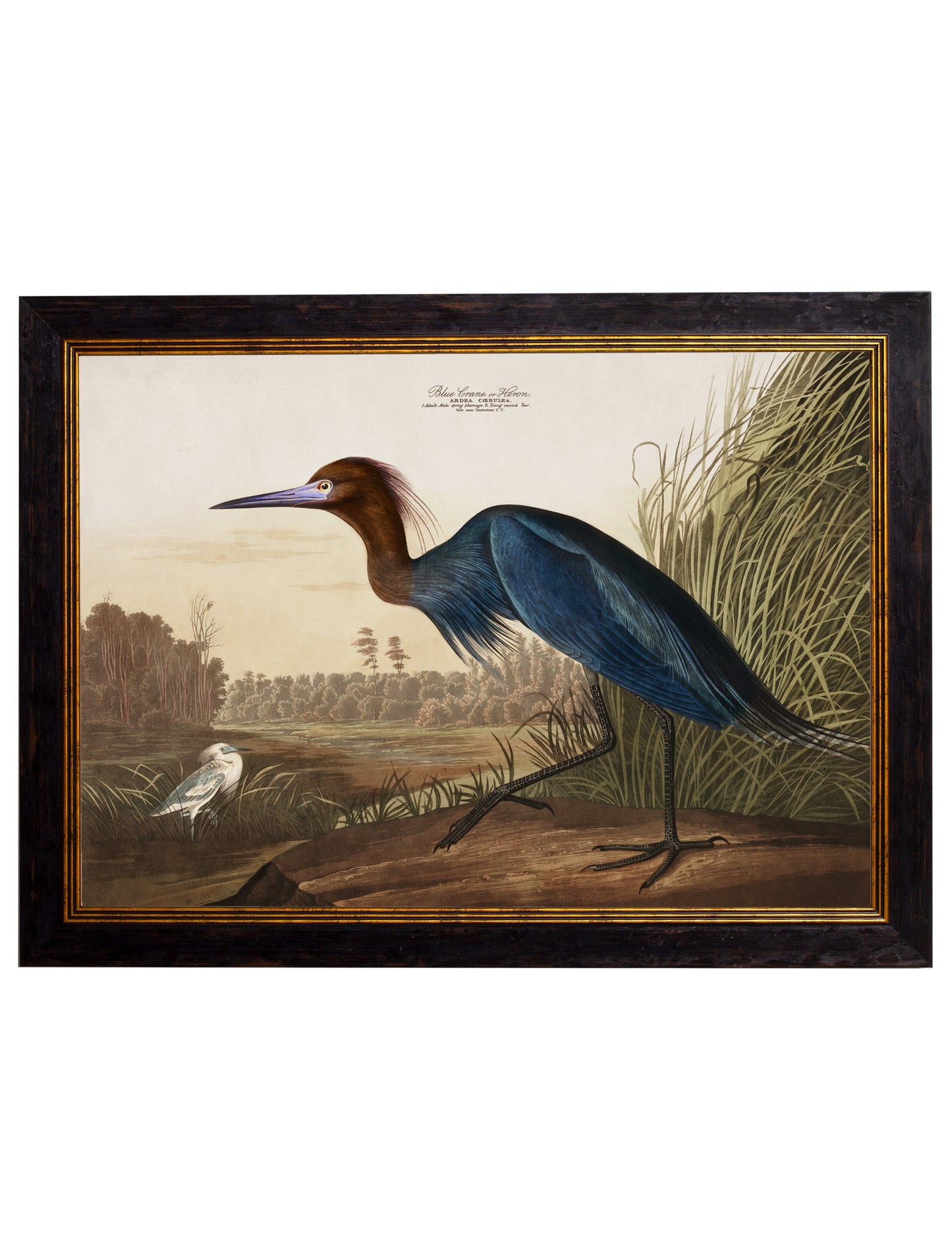 c 1838 audubons herons in size 38 x 50cm - glass-fronted framed wall art print with solid wood frame, a beautiful addition to stylish homes
