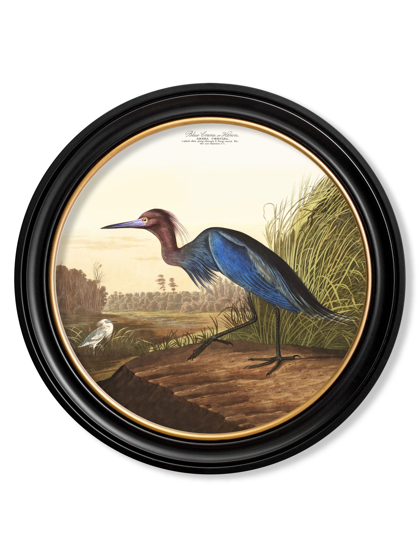 c 1838 audubons herons in round frames in size 44 x 44cm - glass-fronted framed wall art print with solid wood frame, ideal for contemporary home styling