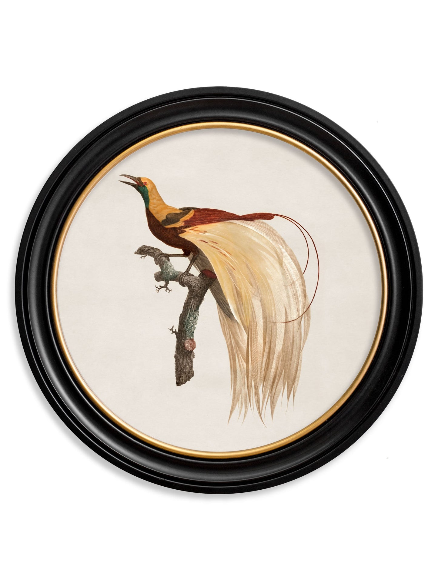 c 1809 bird of paradise left round frame in size 70 x 70cm - glass-fronted framed wall art print with solid wood frame, luxury wall art for sophisticated spaces